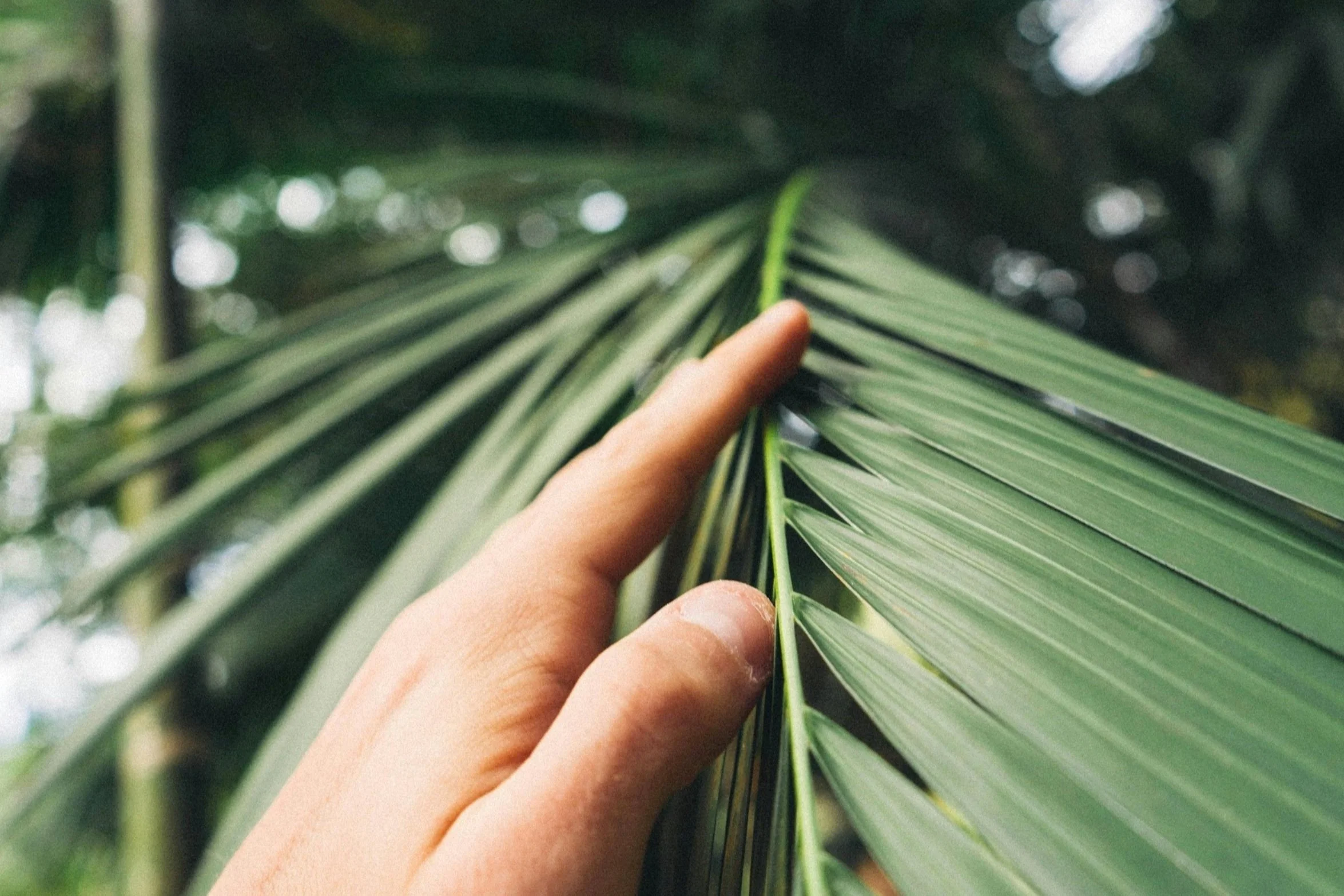 Jungle in Tulum, Mexico