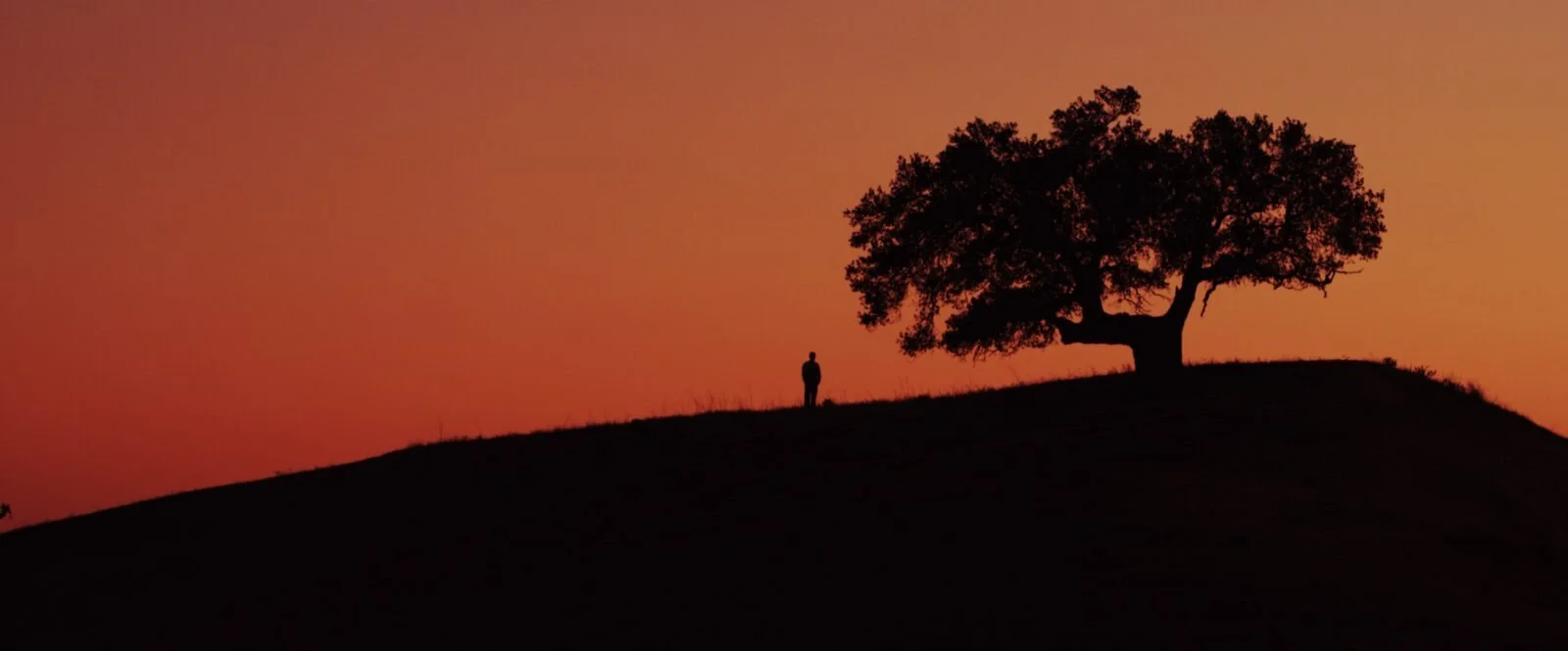 A lone figure and an oak tree silhouetted at sunset, from Rain for Sale
