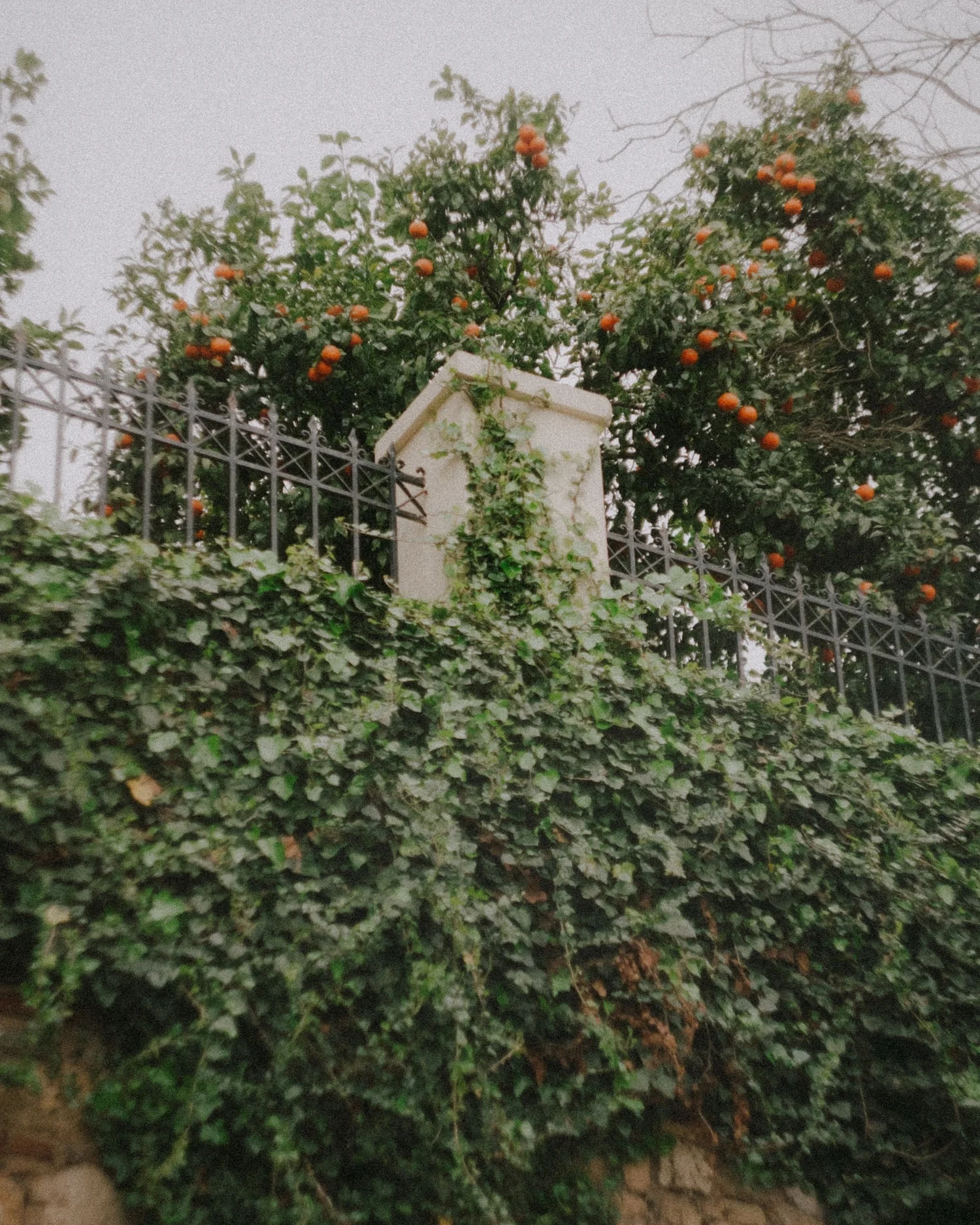 Ivy-covered wall and orange trees at a destination wedding