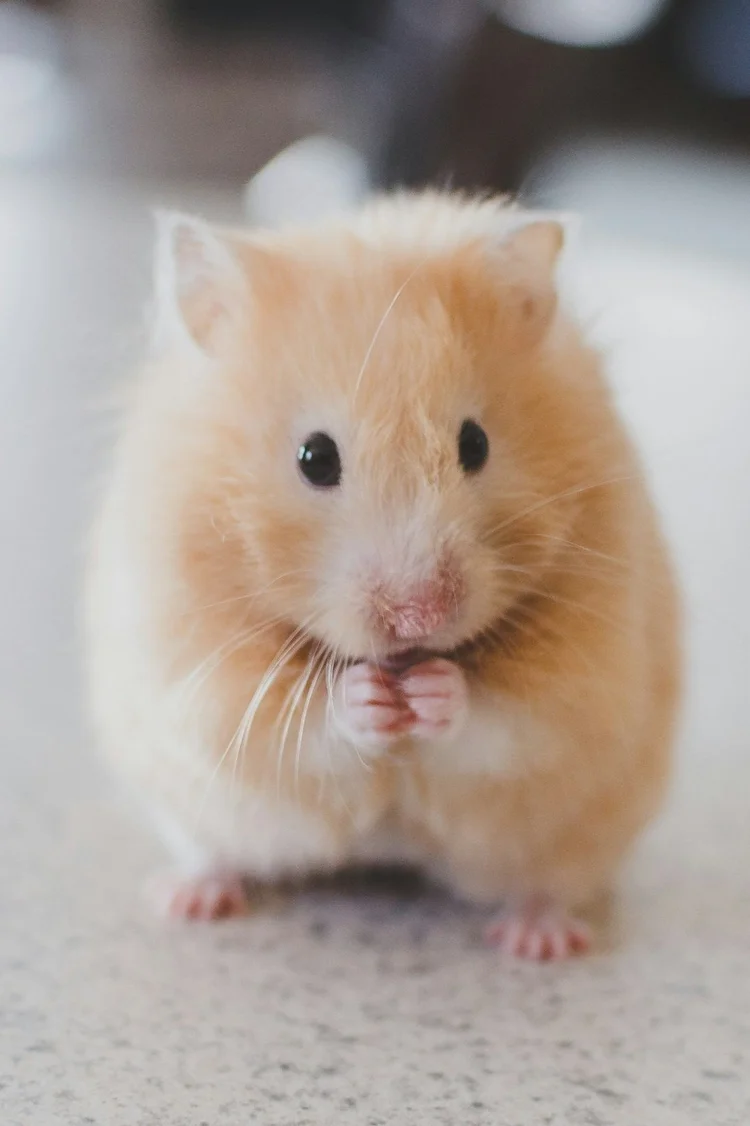 An adorable light golden colored mouse on a countertop with its hands together in front of its mouth.