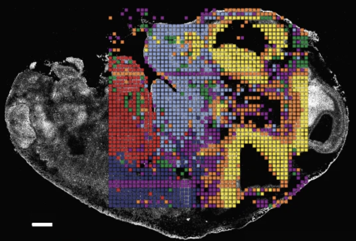 Spatial DNA methylation assay concept image