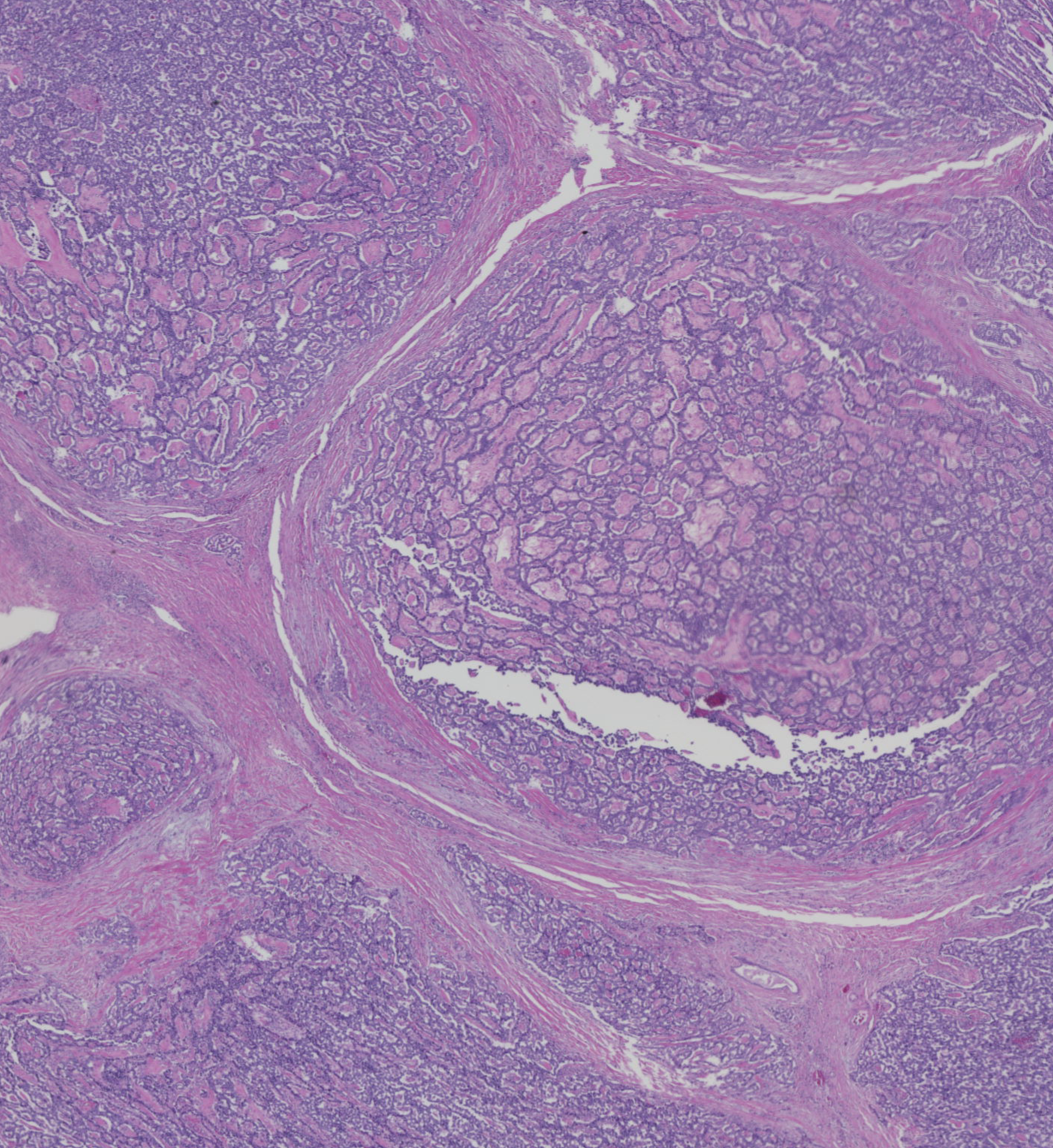 H&E histology section