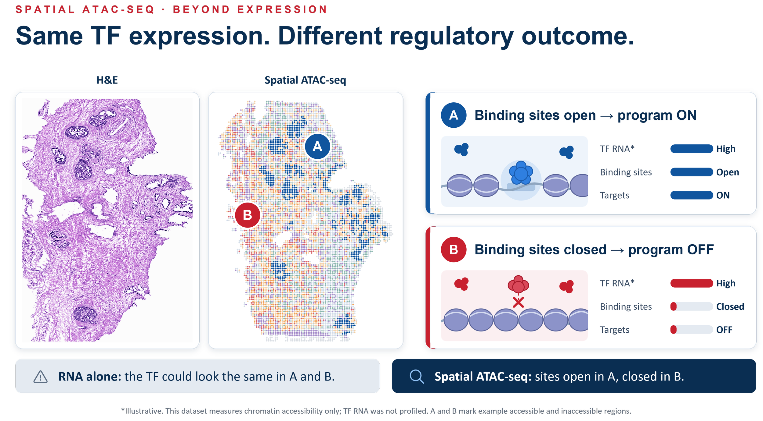 H&E and spatial ATAC-seq maps with regions A and B: the transcription factor is highly expressed in both, but its binding sites are open in A (program on) and closed in B (program off)