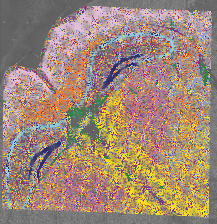 Spatial ATAC and RNA co-profiling map of mouse brain hippocampus