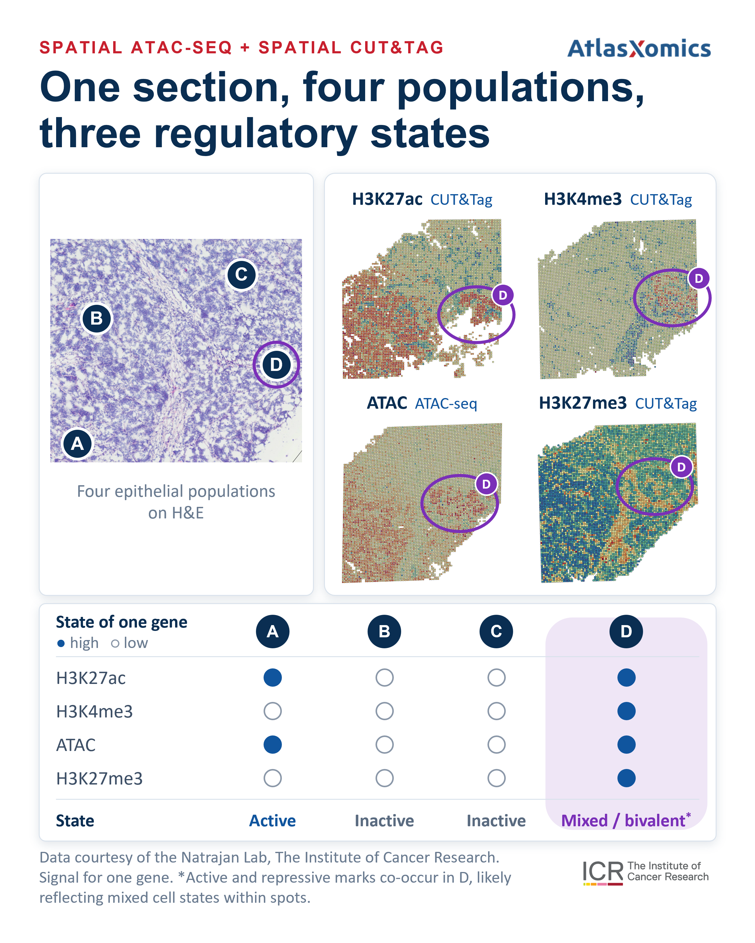 H&E section with four epithelial populations labeled A to D, beside spatial maps of H3K27ac, H3K4me3, ATAC and H3K27me3 for one gene; region A is active, B and C inactive, and D mixed or bivalent