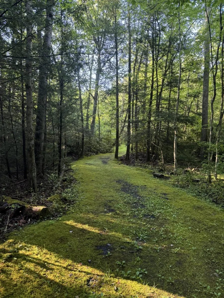 Moss-covered nature trail winding through the woods at Mountain Springs Lake Resort in the Pocono Mountains