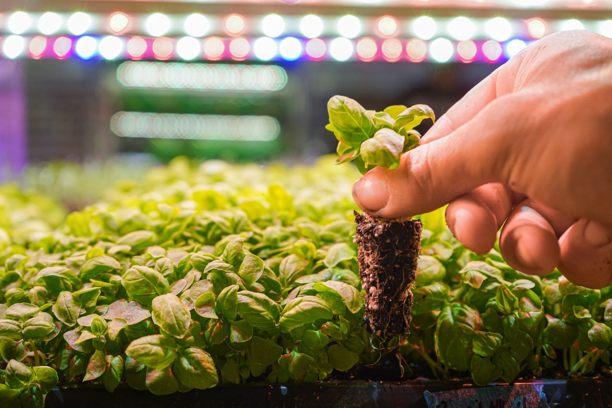 A handful of basil seedlings ready to transplant next to a bag of Area 2 Farms Local Soil