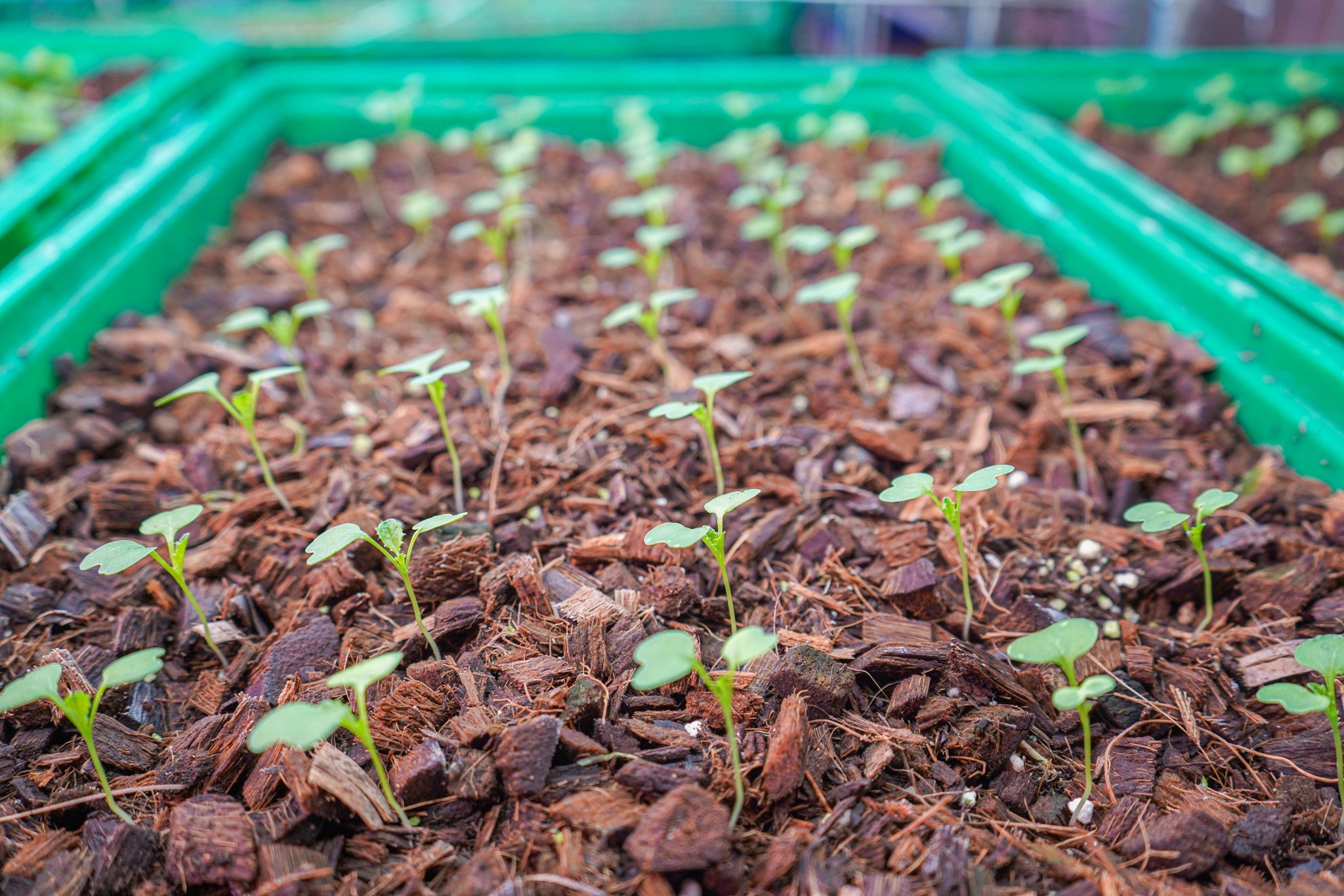 Seedlings rooting in a living tray of our soil and coco coir