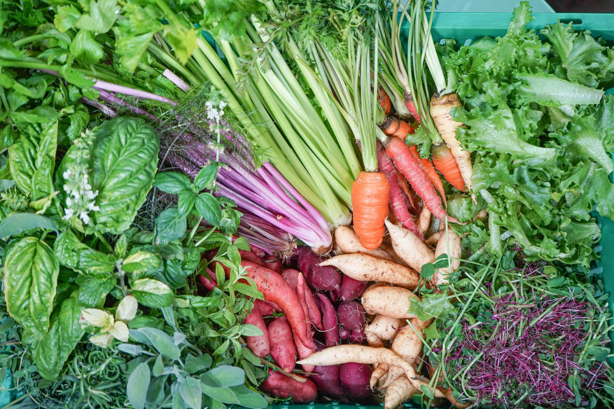 A CSA basket overflowing with fresh-picked carrots, herbs, lettuce and root vegetables
