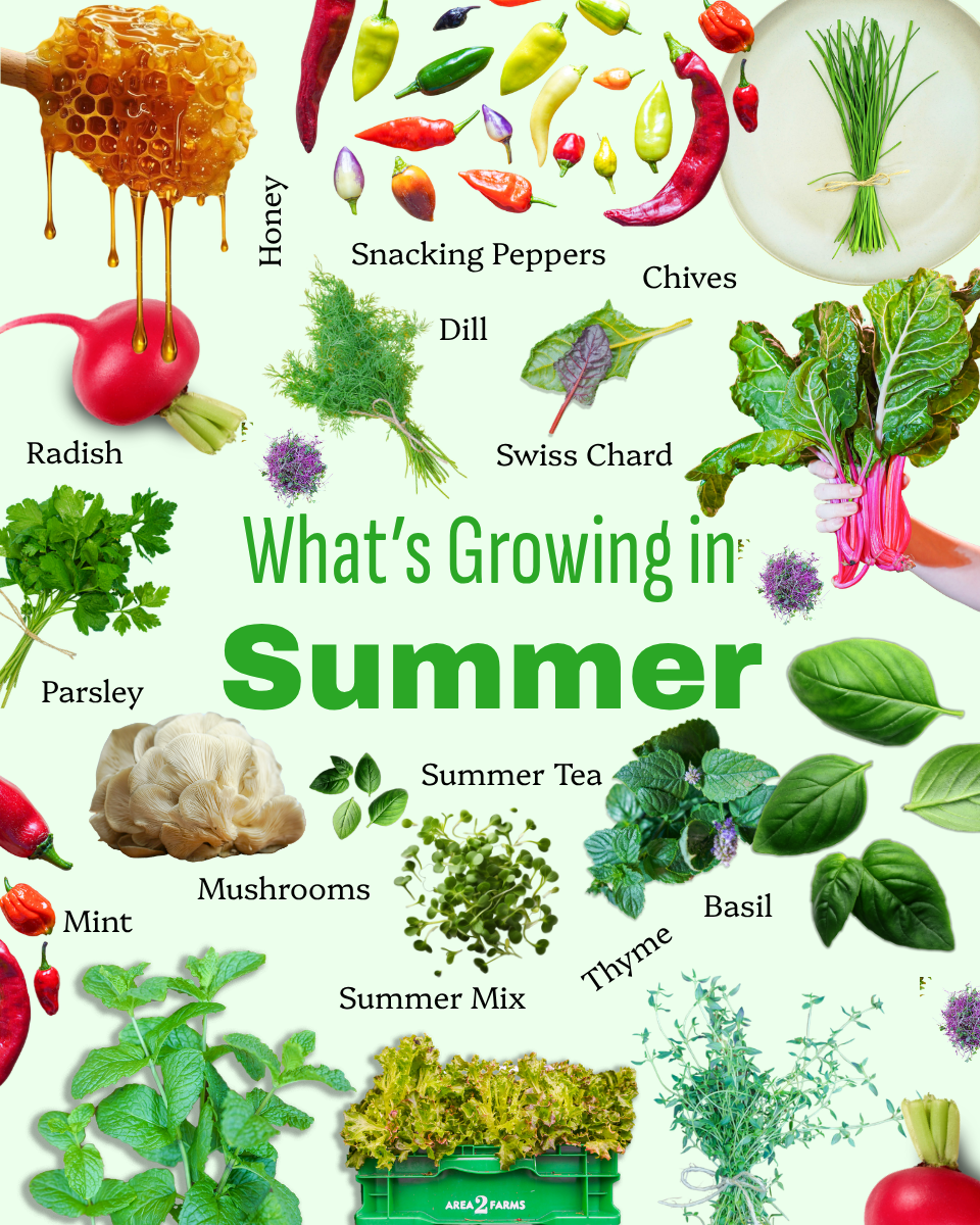 What's growing in Summer - fresh organic produce from Area 2 Farms