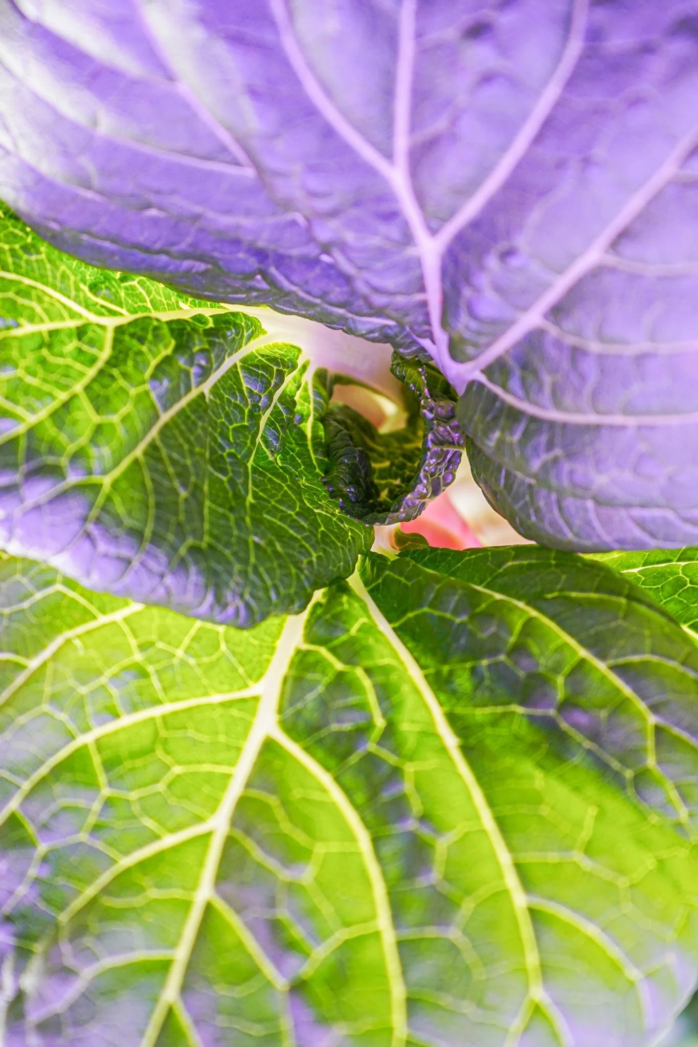 A close-up of vibrant green bok choy growing on the farm