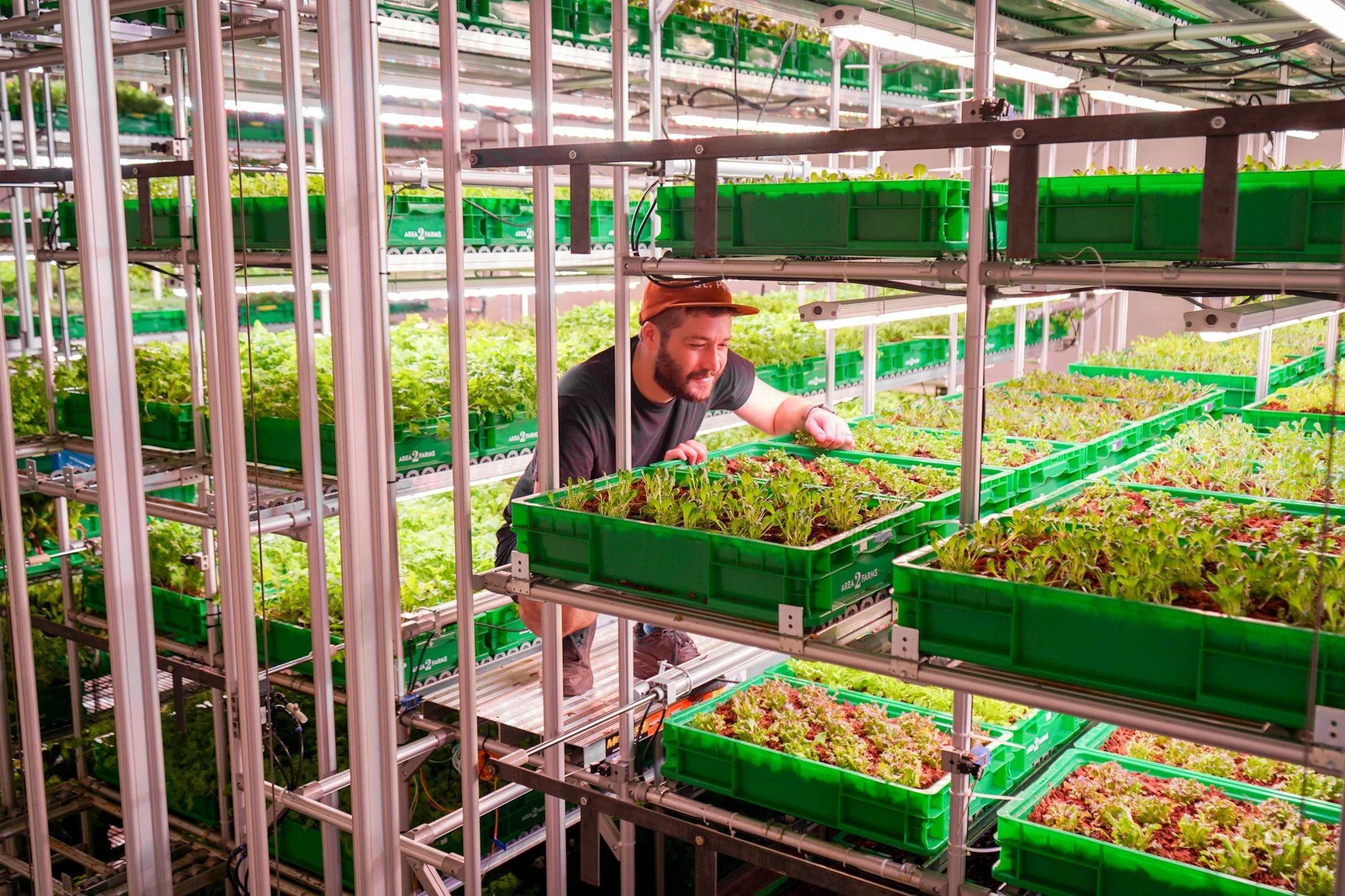 Farmer Tyler harvesting greens inside the growing silo