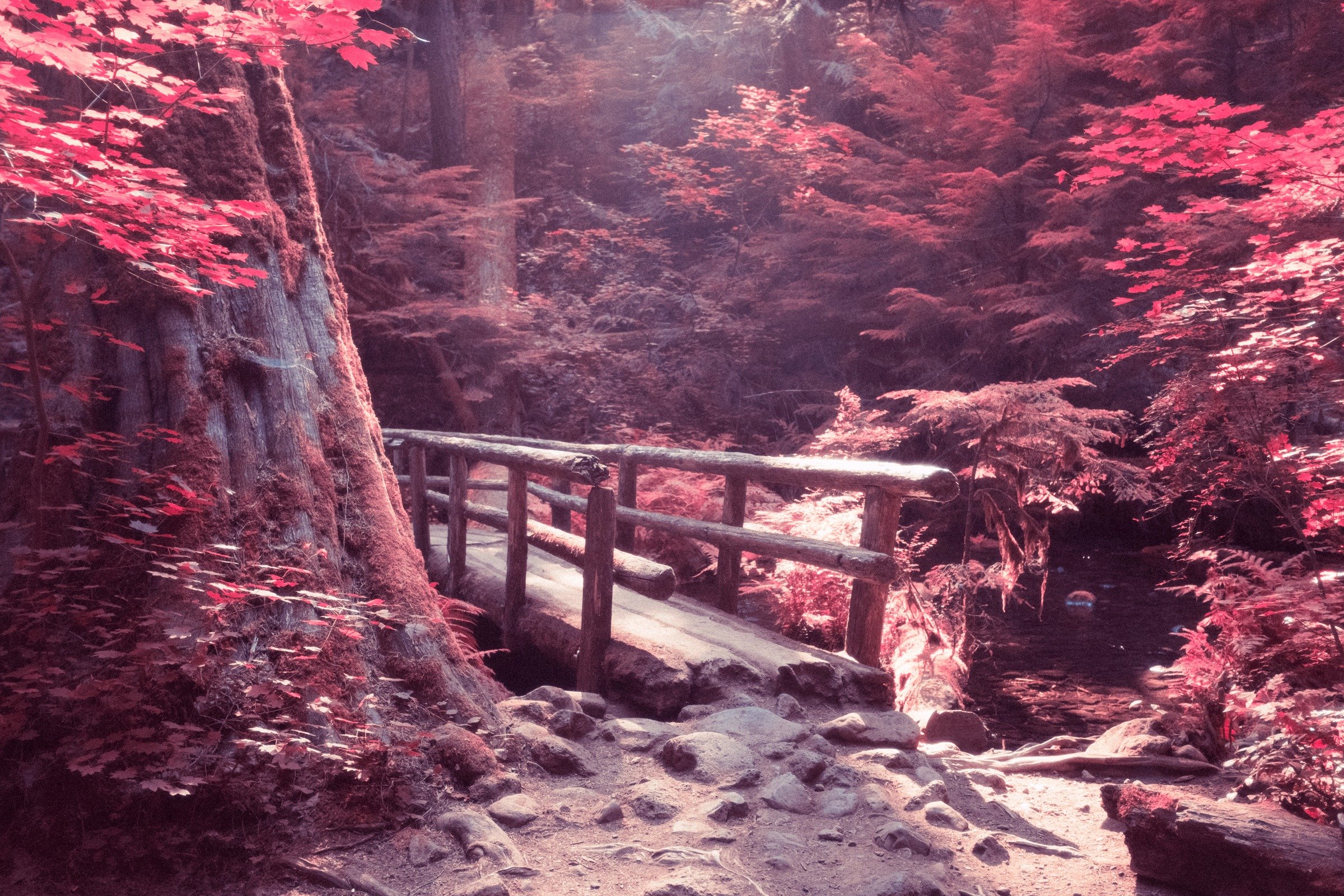 Kodak Aerochrome. Aerochrome
