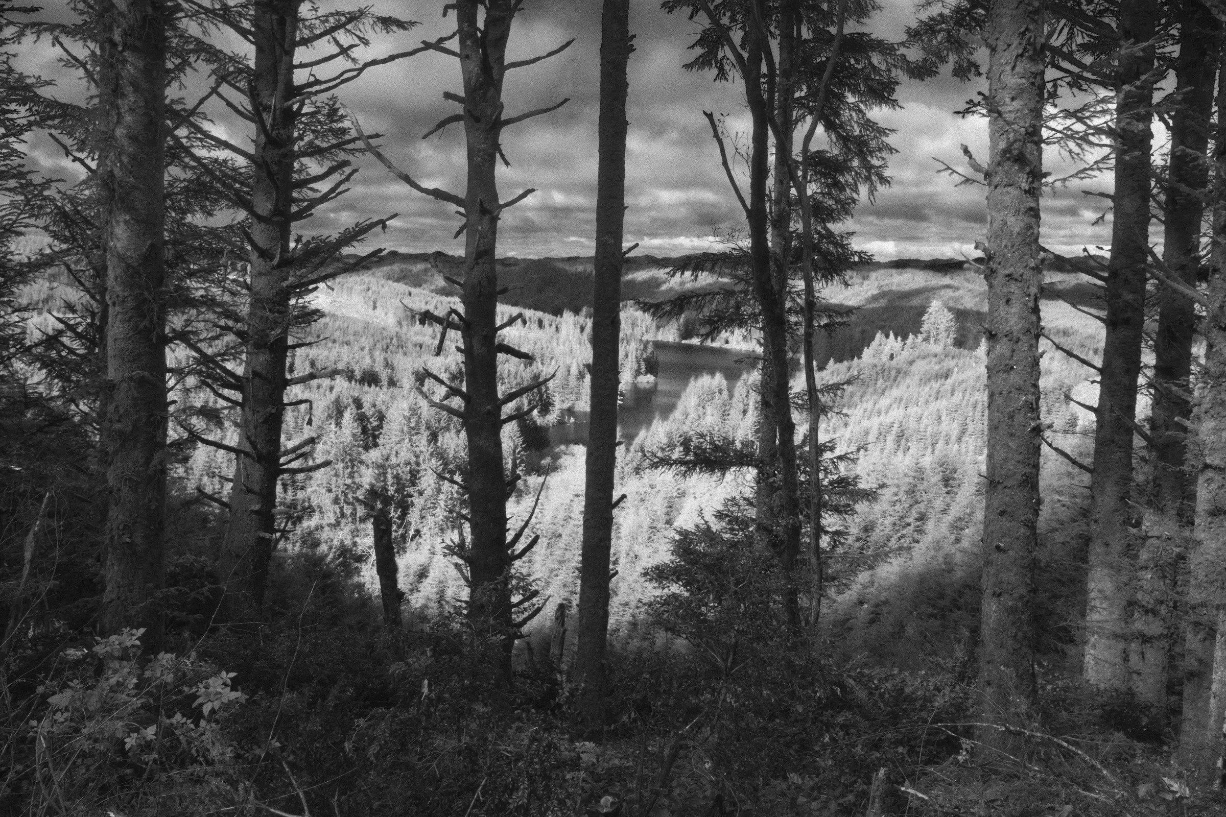 Rollei Infrared R72. Rollei Infrared R72