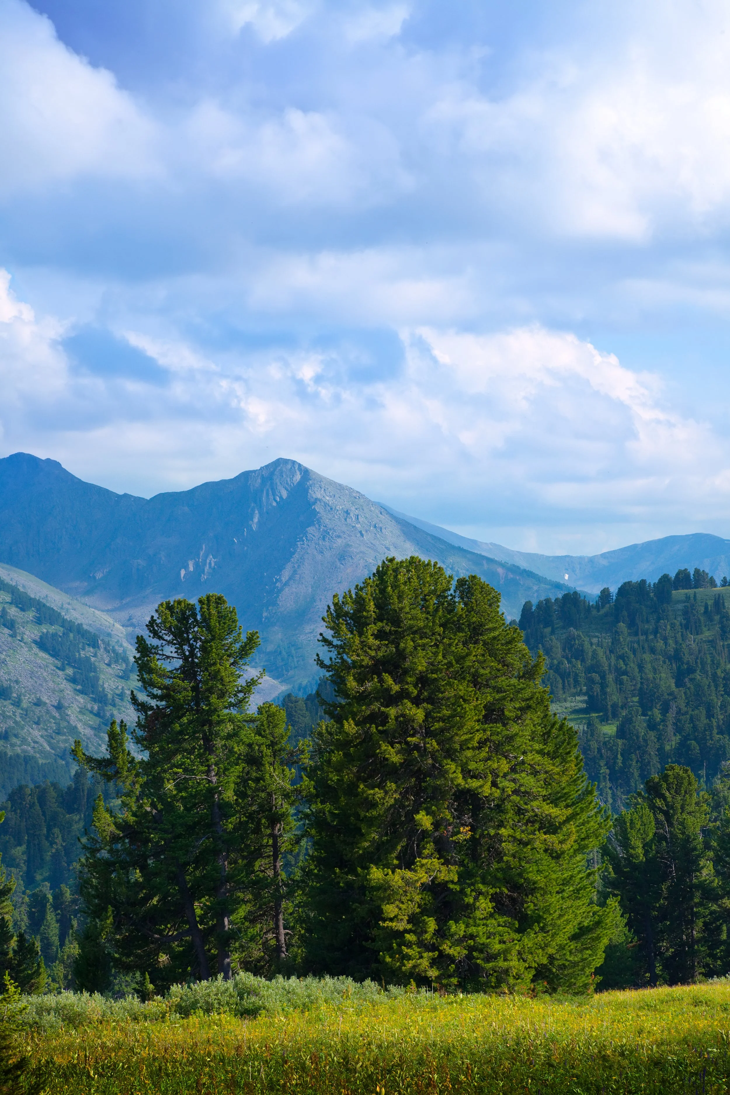 Green forest and mountains beneath a blue, cloud-filled sky.