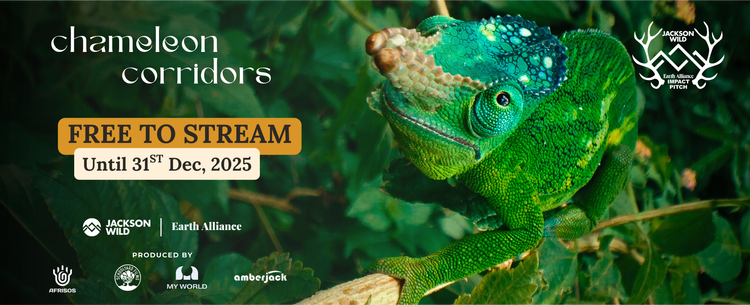 A graphical poster that communicates Chameleon Corridors is free to Stream until 31st December.