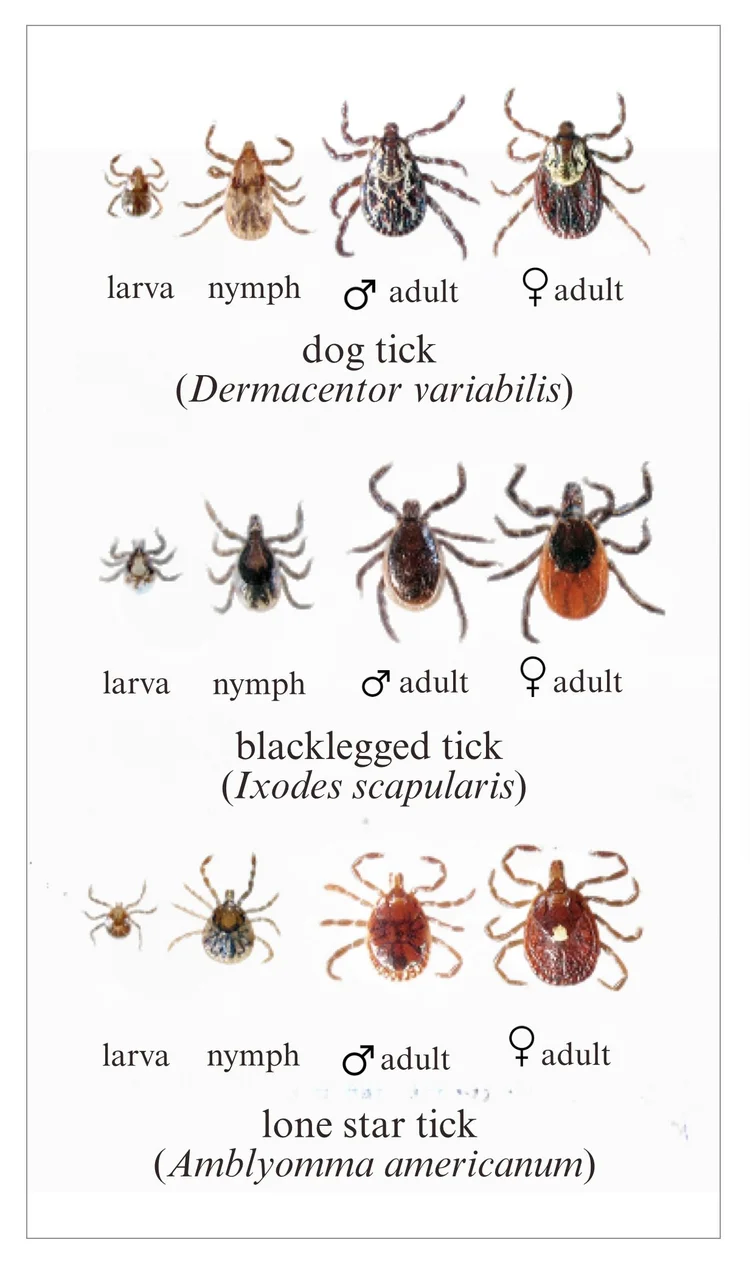 Twelve ticks are shown in realistic sizes for three species at each of the four life stages. 