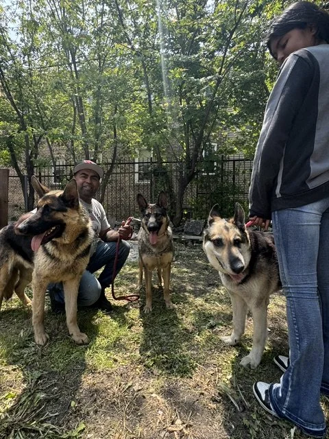 A family with three German shepherds