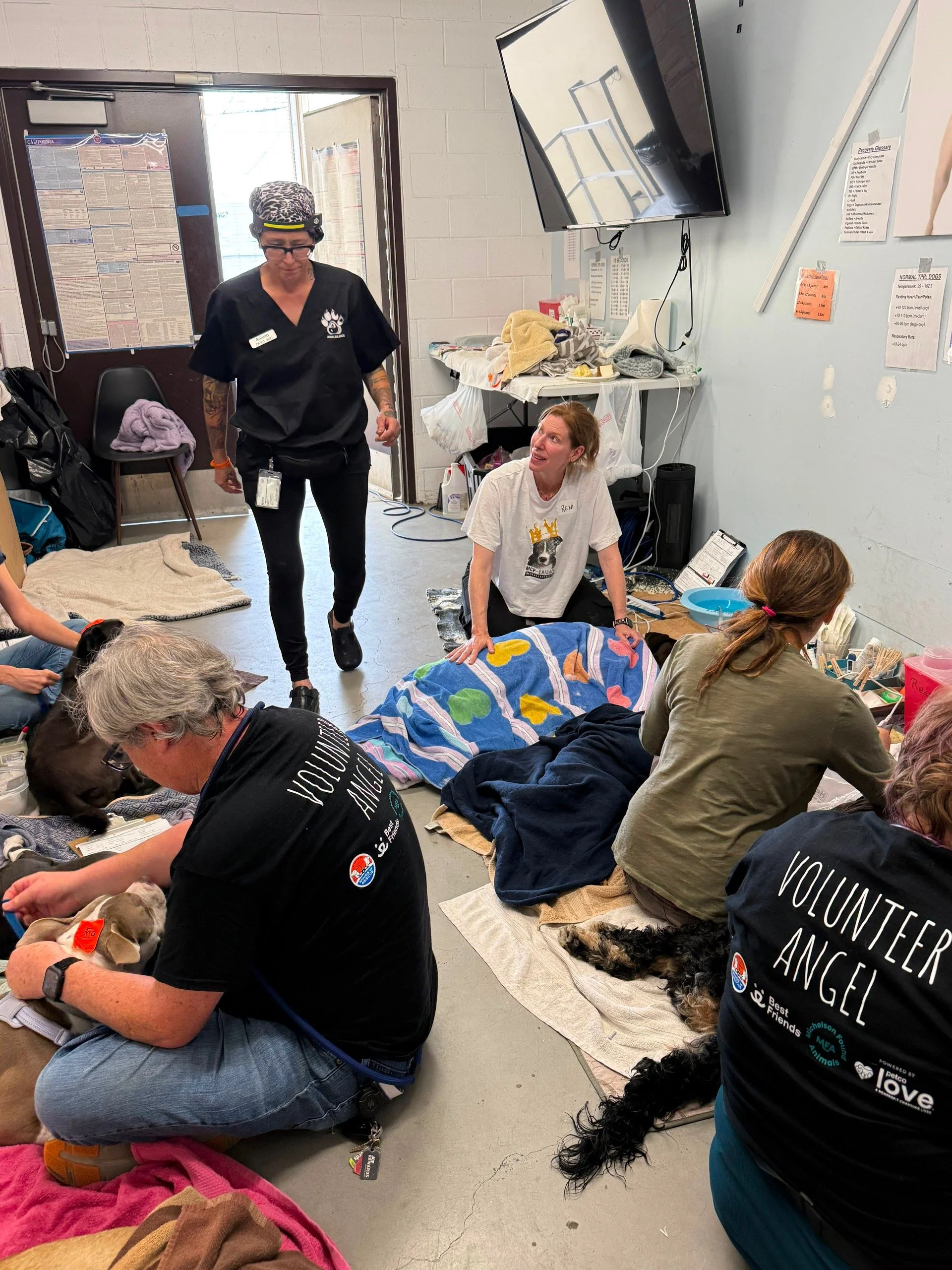 Volunteers and veterinary staff helping dogs during a community clinic