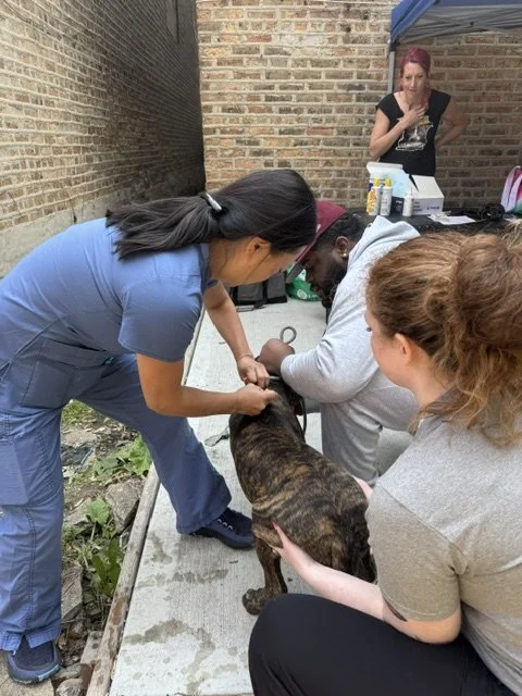 Veterinary care in a Chicago neighborhood