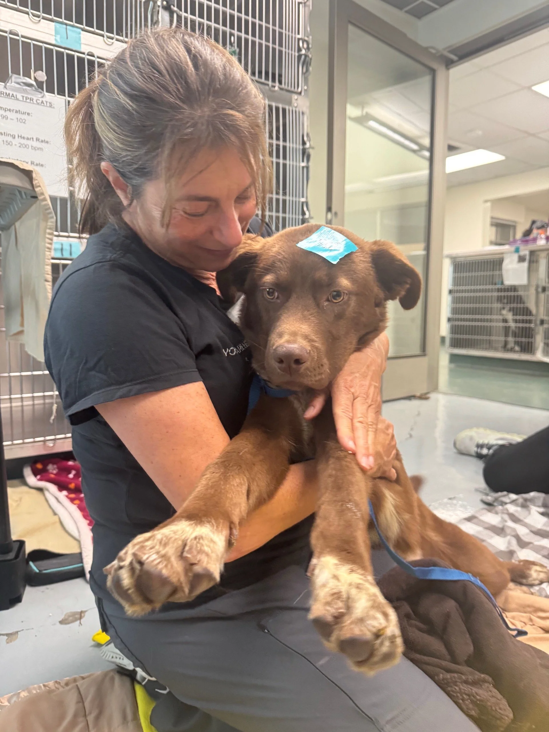 Volunteer comforting a dog during a community veterinary clinic