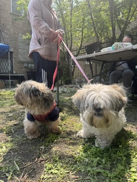 Two small dogs at a neighborhood clinic