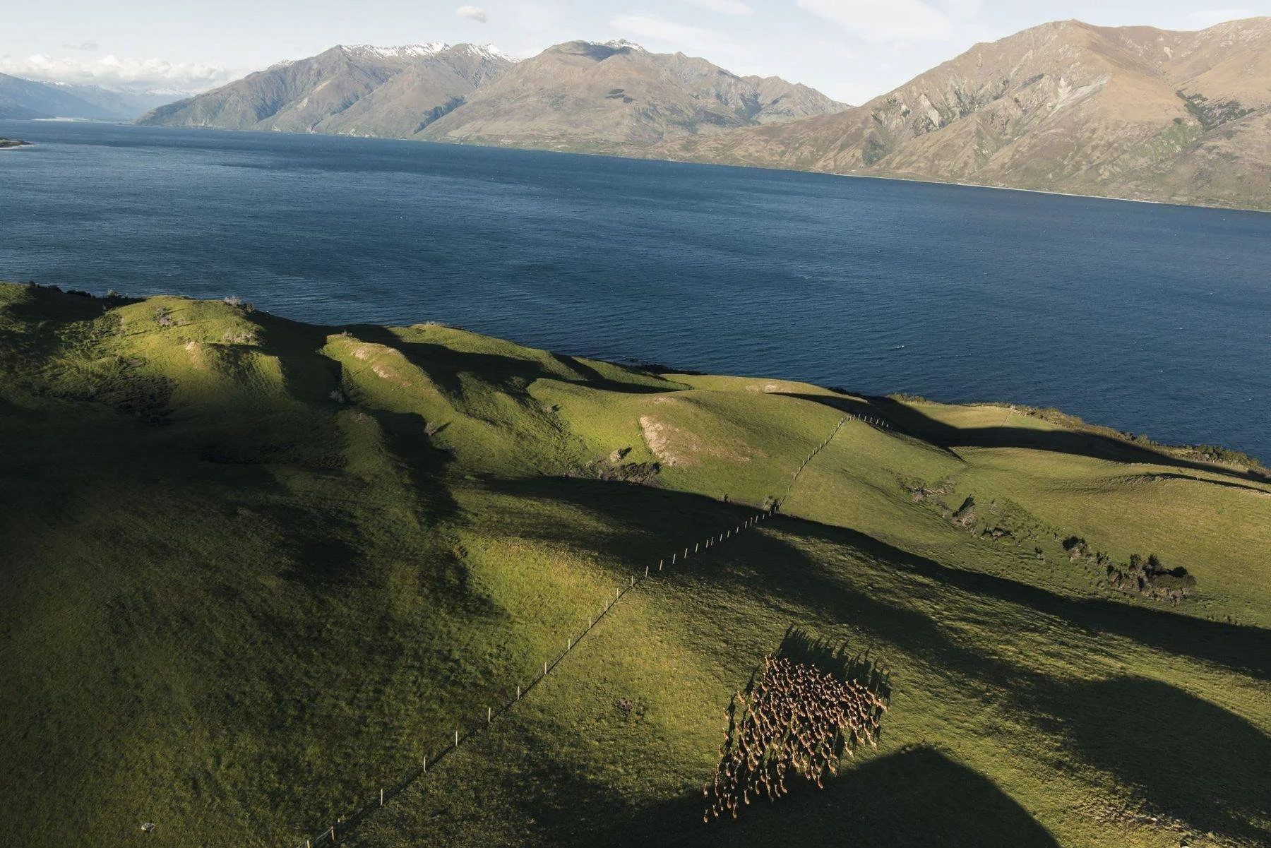 Red deer on high-country pasture above a deep blue alpine lake