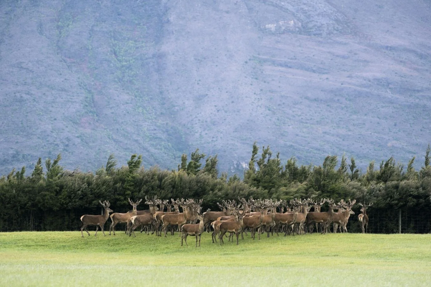 A herd of stags in velvet below a mountainside