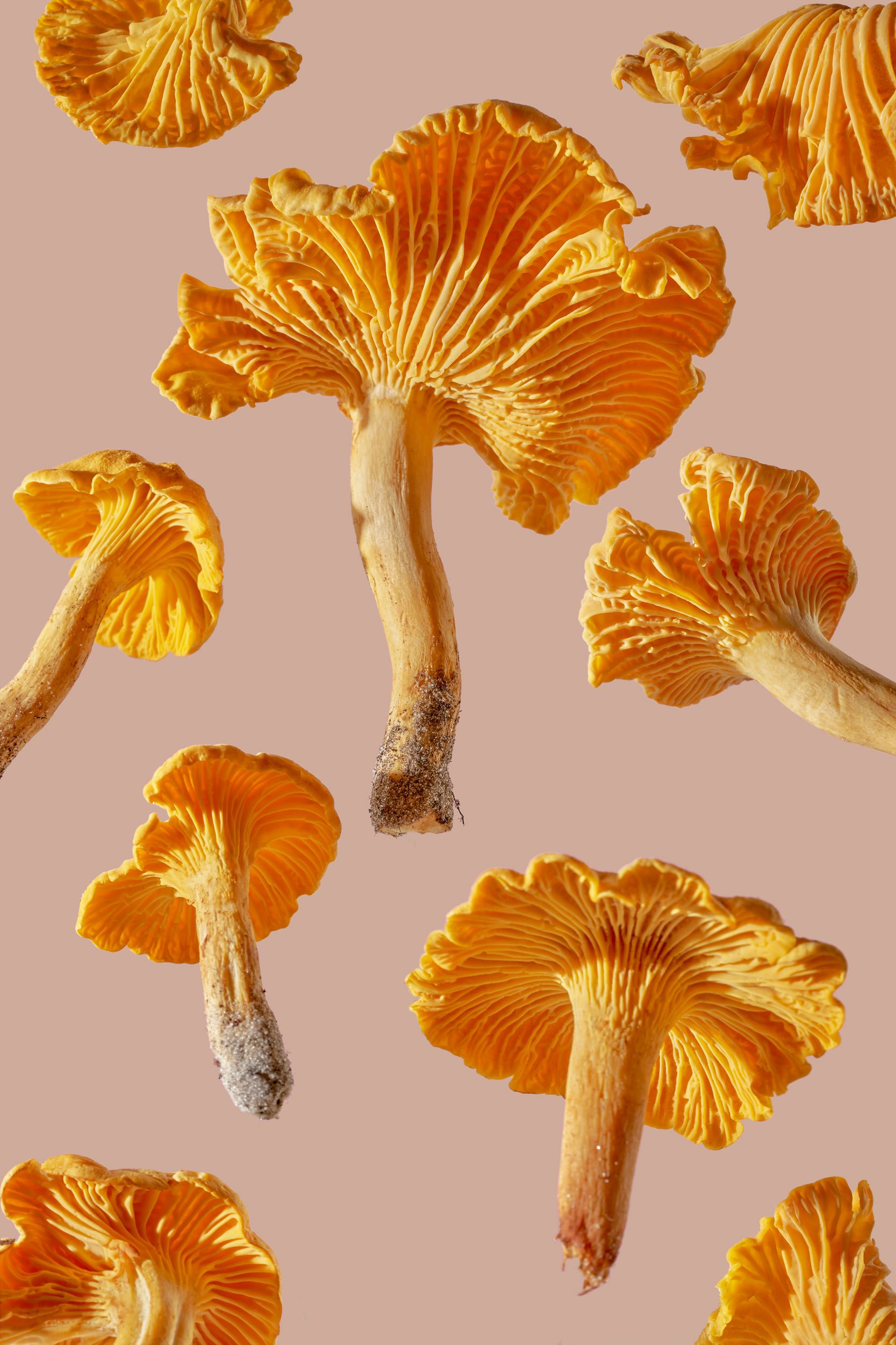 FORAGED CHANTERELLES