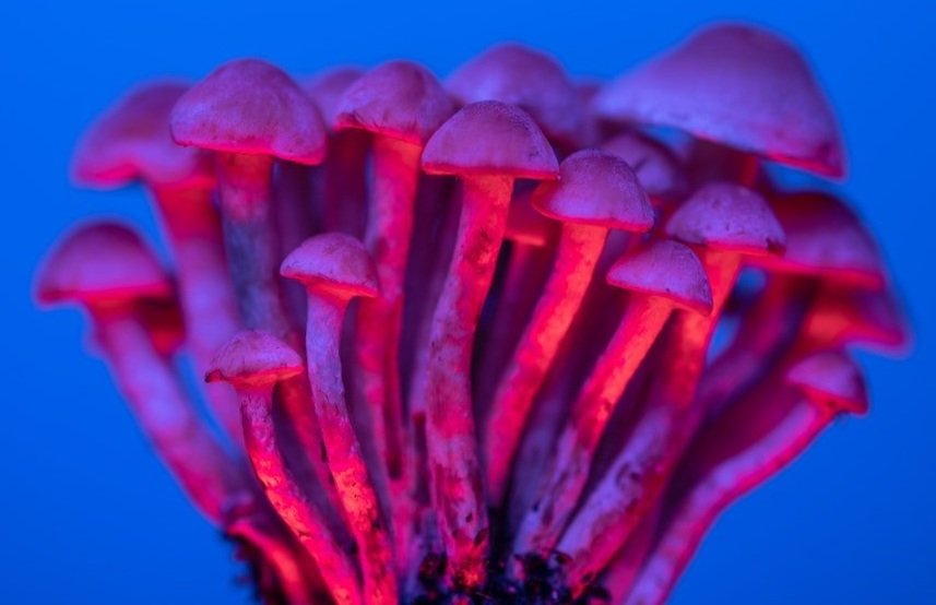 psychedelic mushrooms