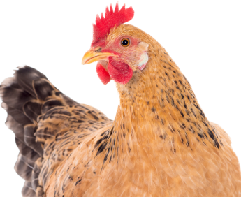 Want help going vegan?