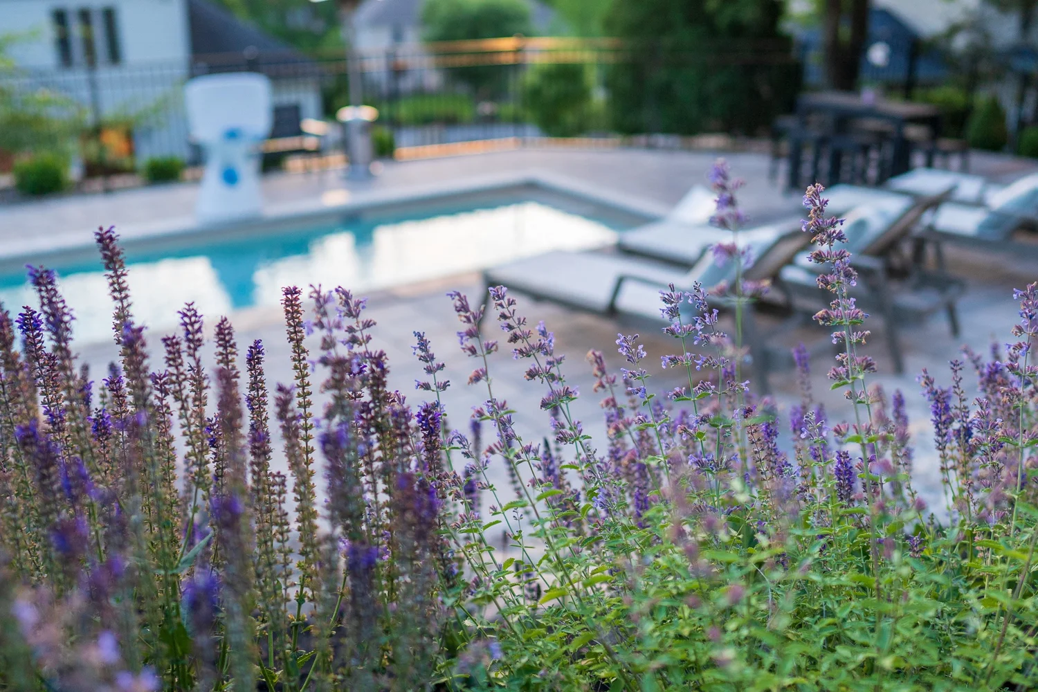 Lavender along the pool deck, with loungers beyond