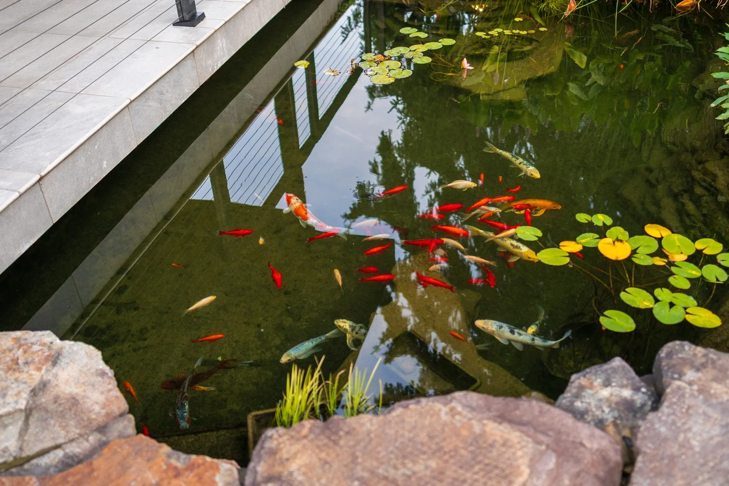 Koi and lilies in the pond beside the deck