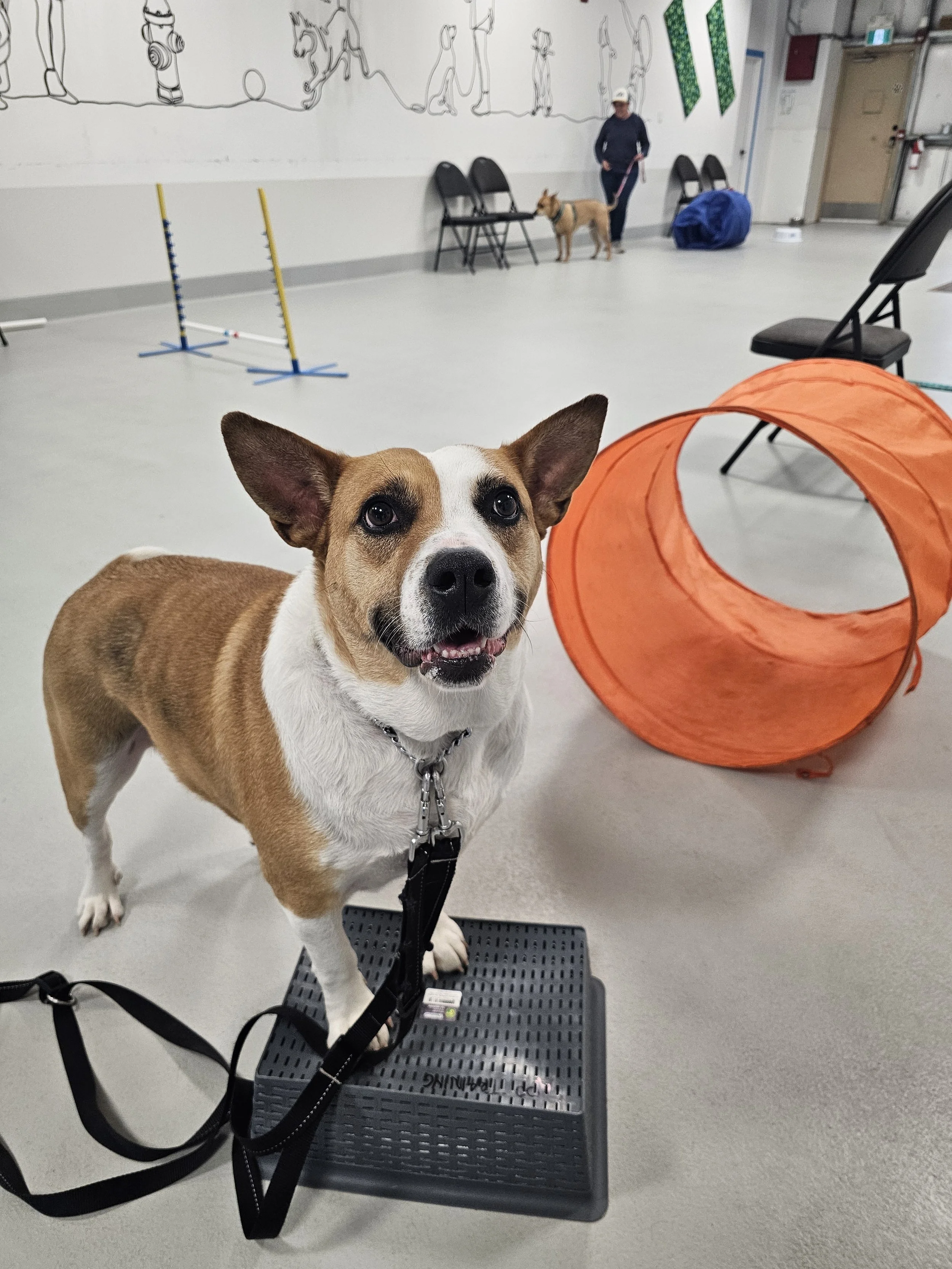 A dog learning a trick with their family in Manners and Tricks class at Airdrie Puppy Pals