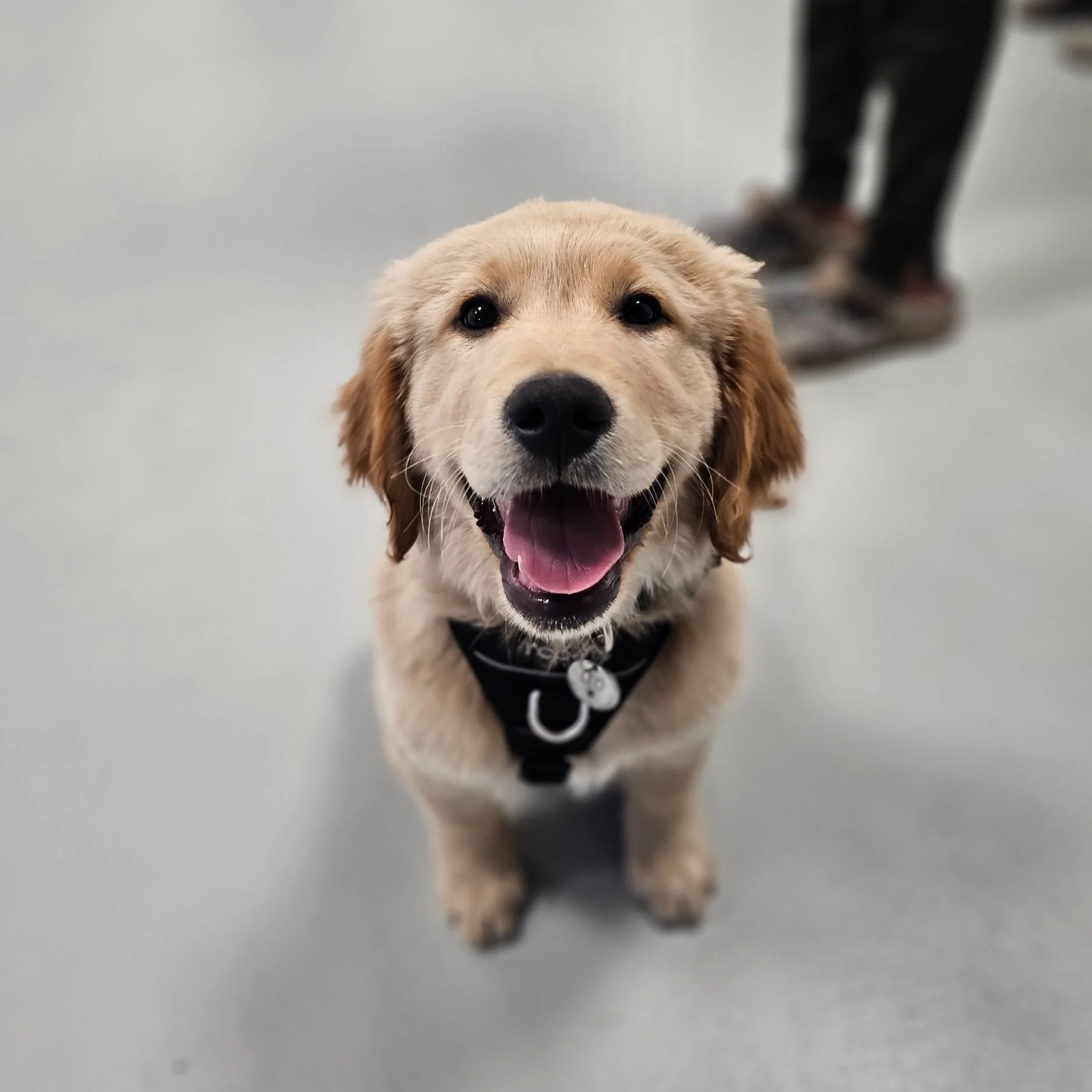 A puppy at Puppy Class at Airdrie Puppy Pals