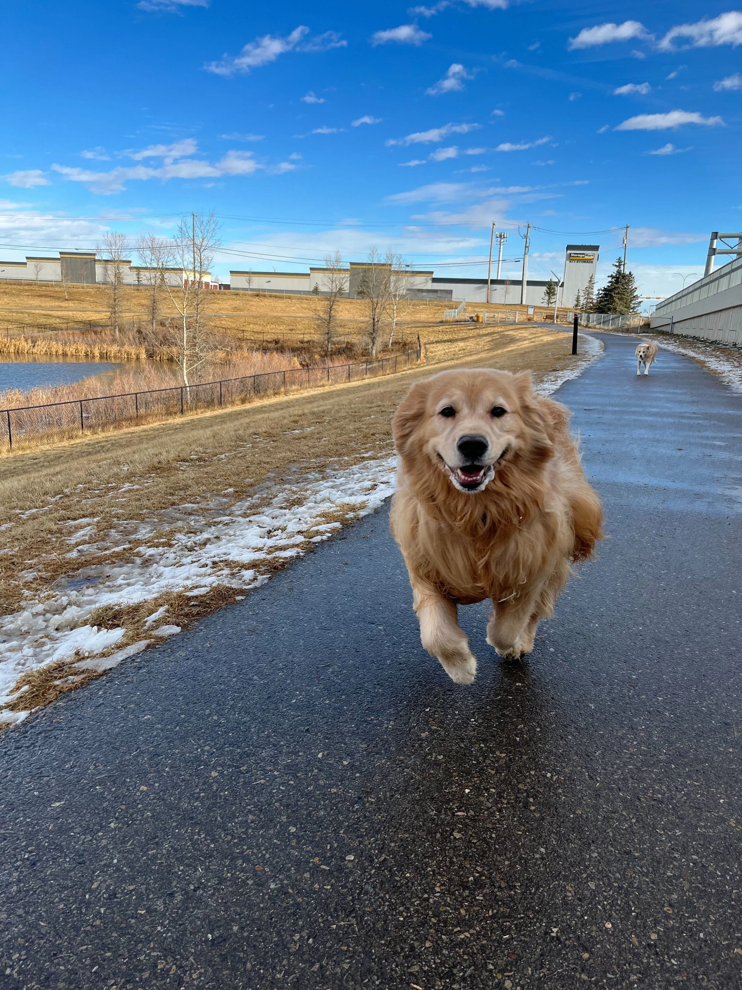 Dog daycare at Airdrie Puppy Pals