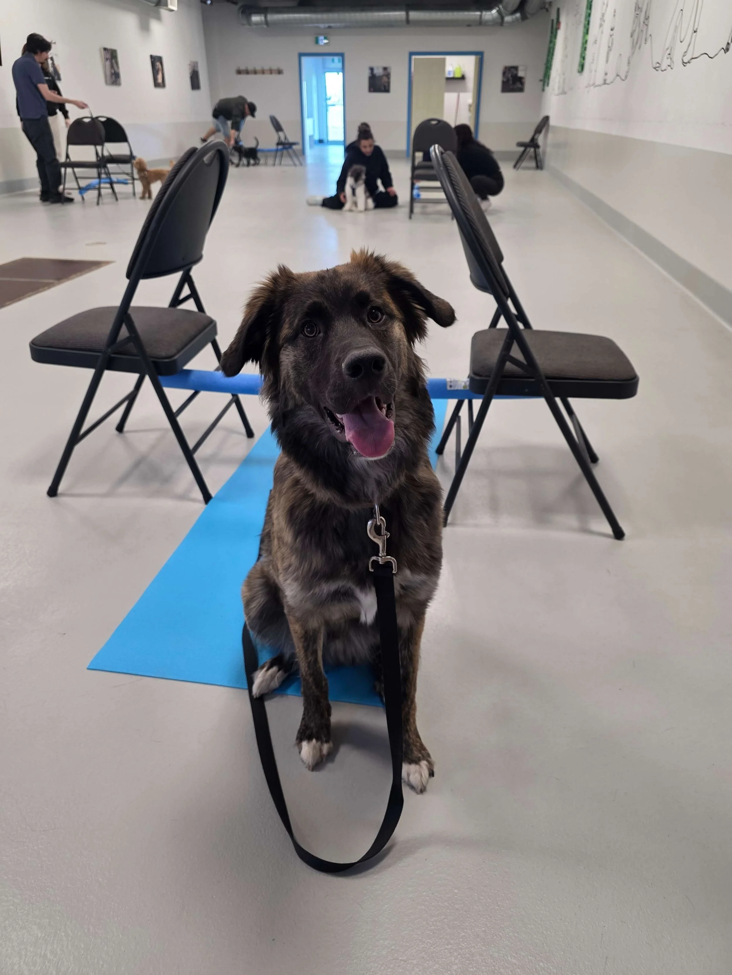Jr Puppy Class at Airdrie Puppy Pals