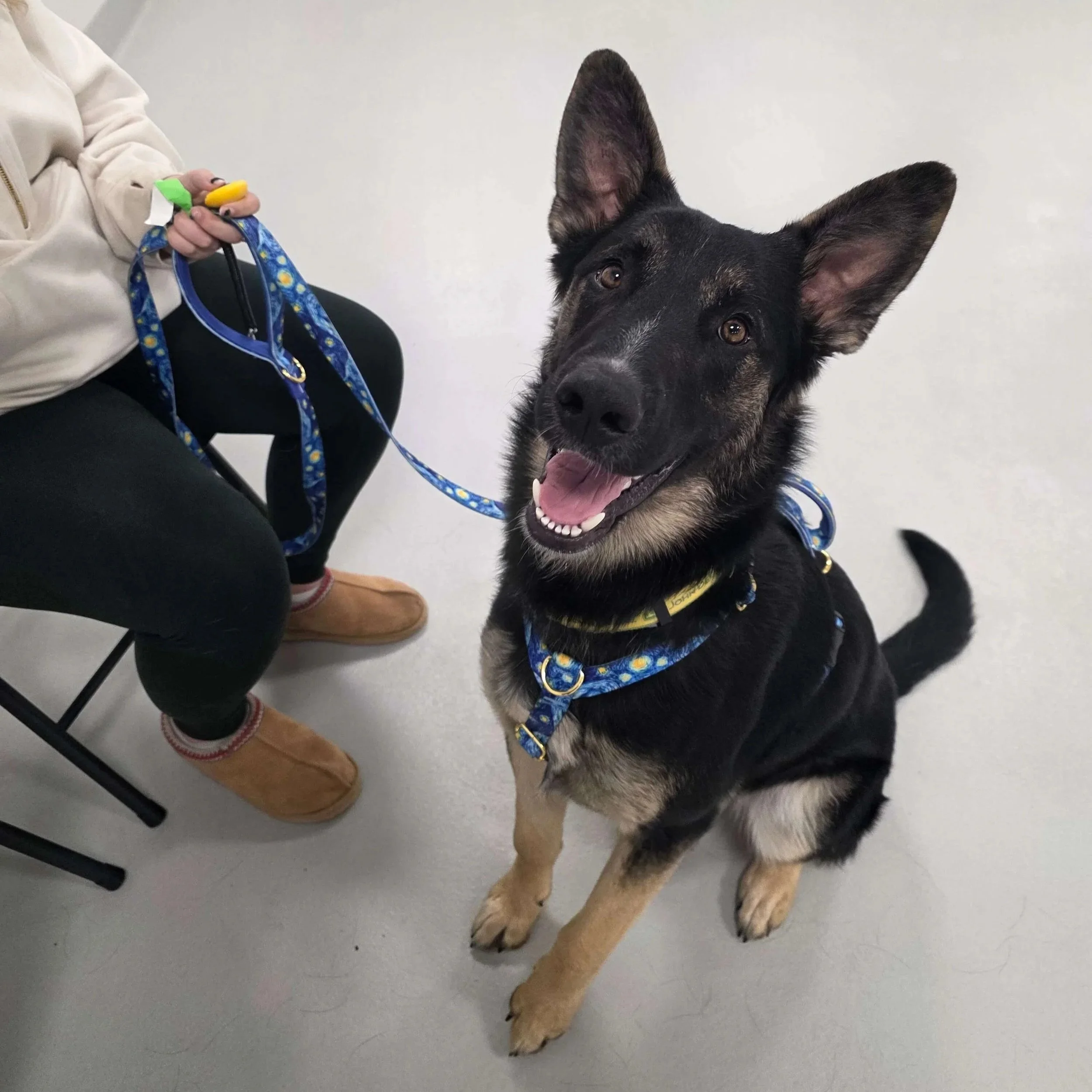 Minding Our Manners dog training class at Airdrie Puppy Pals