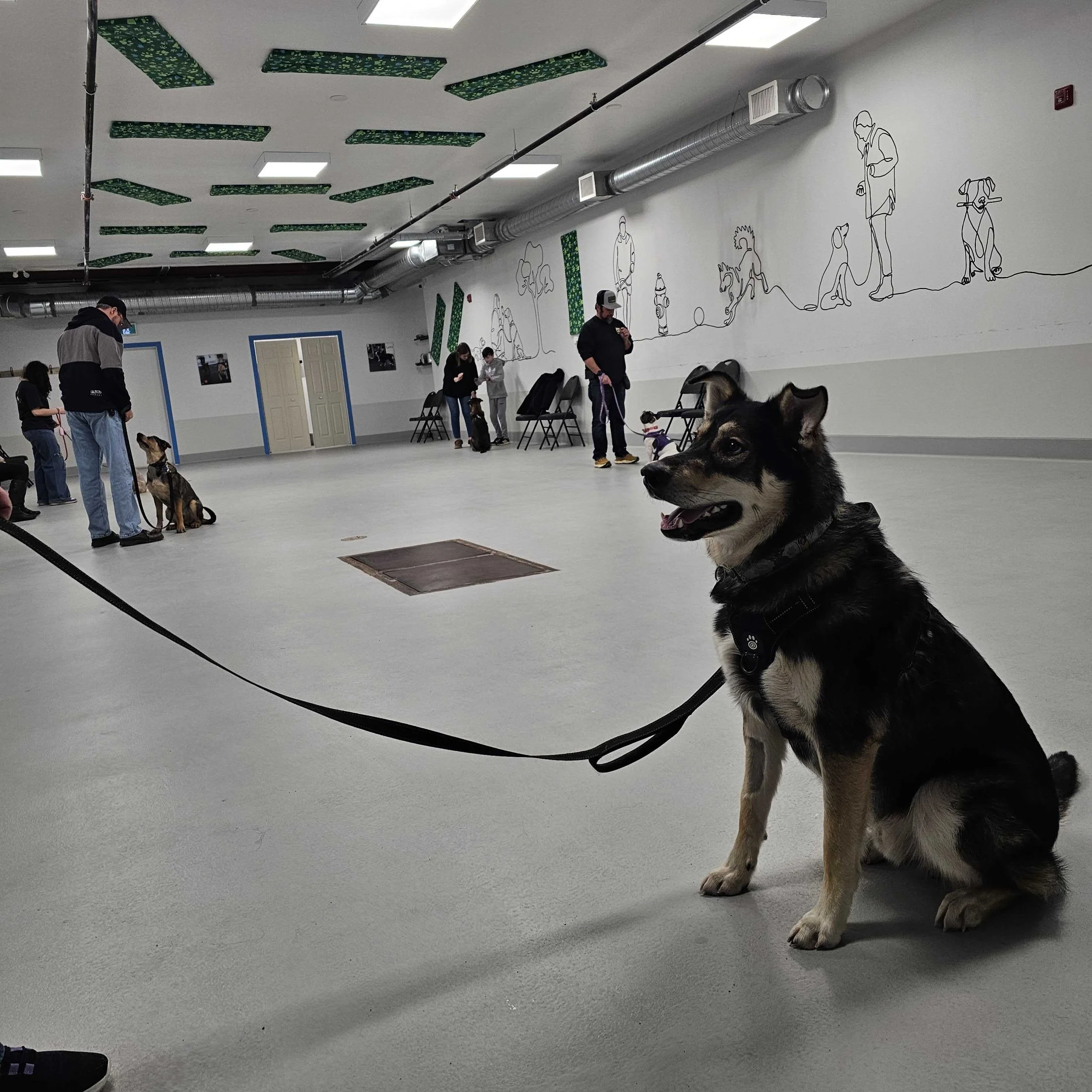 Group dog training classes at Airdrie Puppy Pals