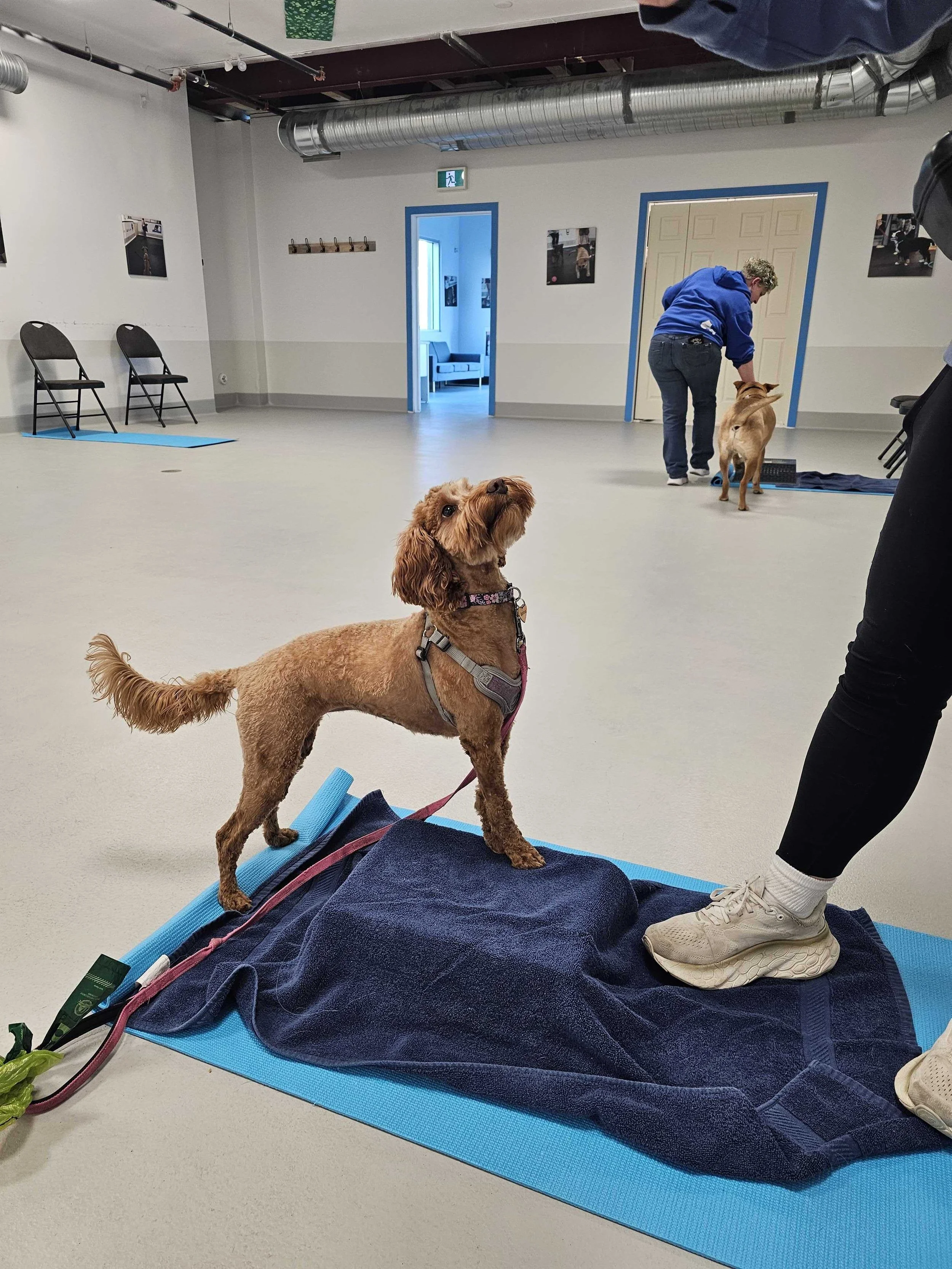A dog in Manners and Tricks class at Airdrie Puppy Pals