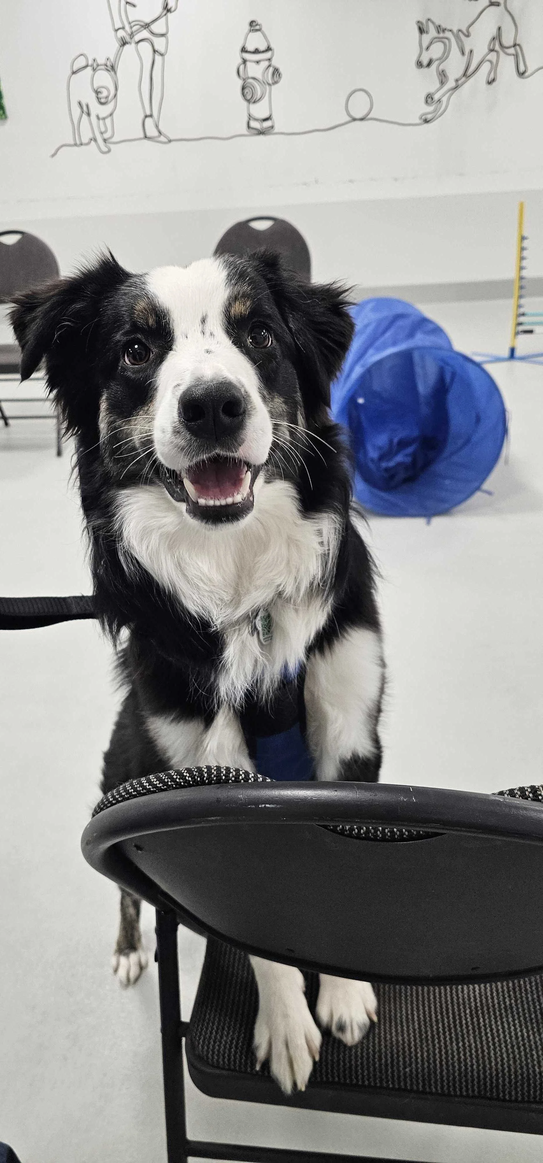 A happy black and white dog sitting in the training room at Manners and Tricks class at Airdrie Puppy Pals