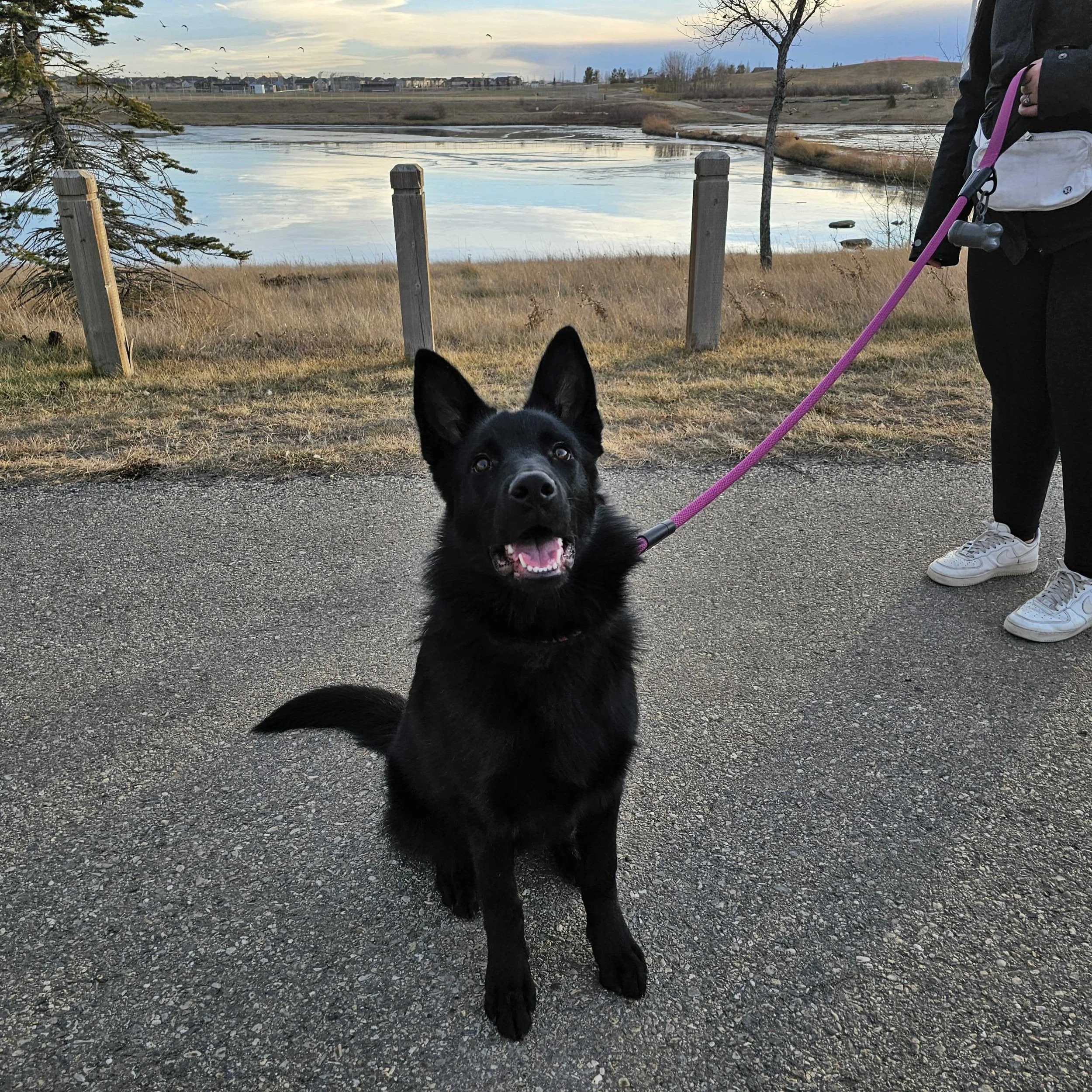 In-home private dog training with Airdrie Puppy Pals