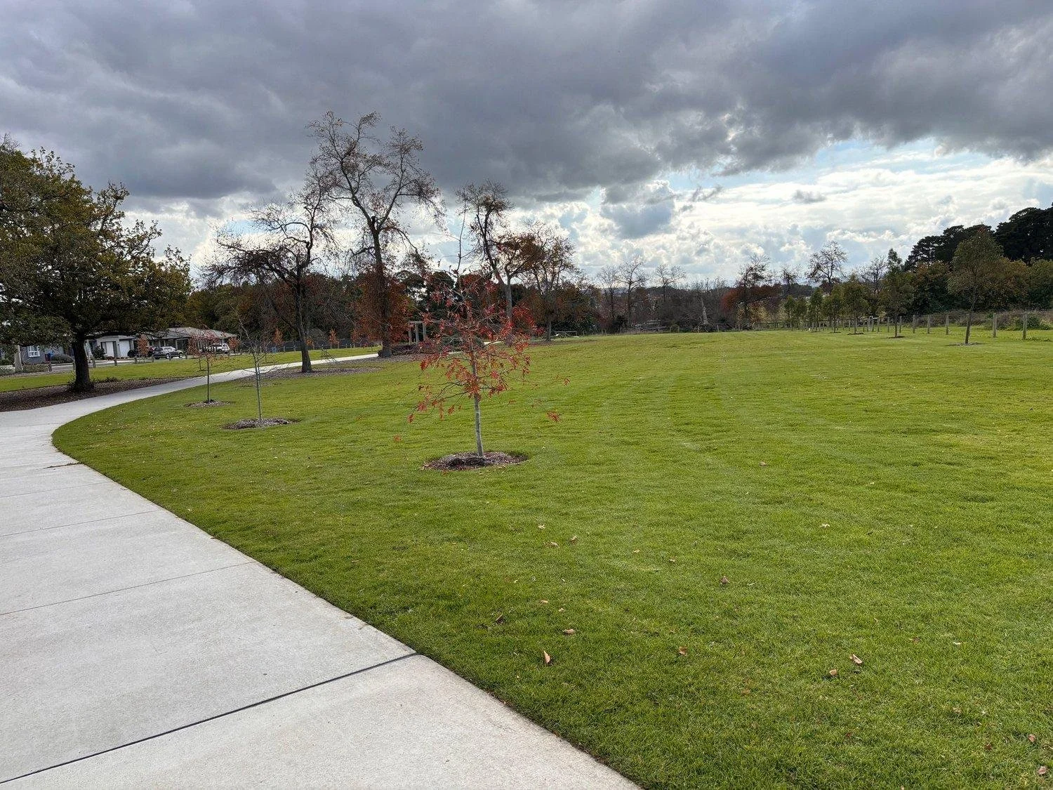 Mown public reserve with young trees and a shared path