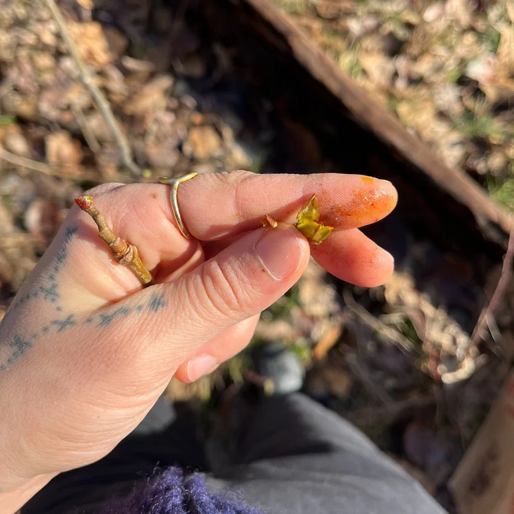 cottonwood bud resin