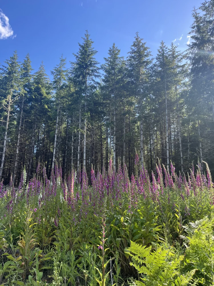 foxglove in bloom