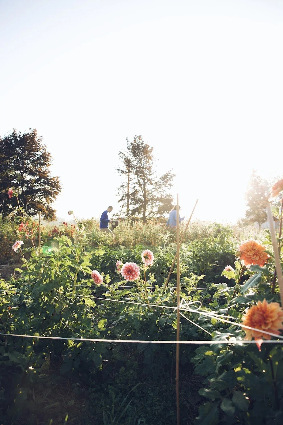 Rising Kites Flowers field