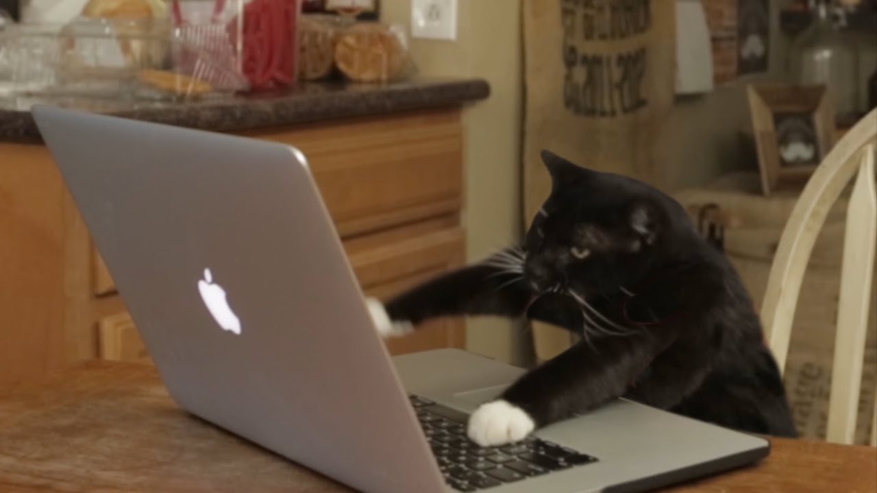 Furiously Typing Cat Meme