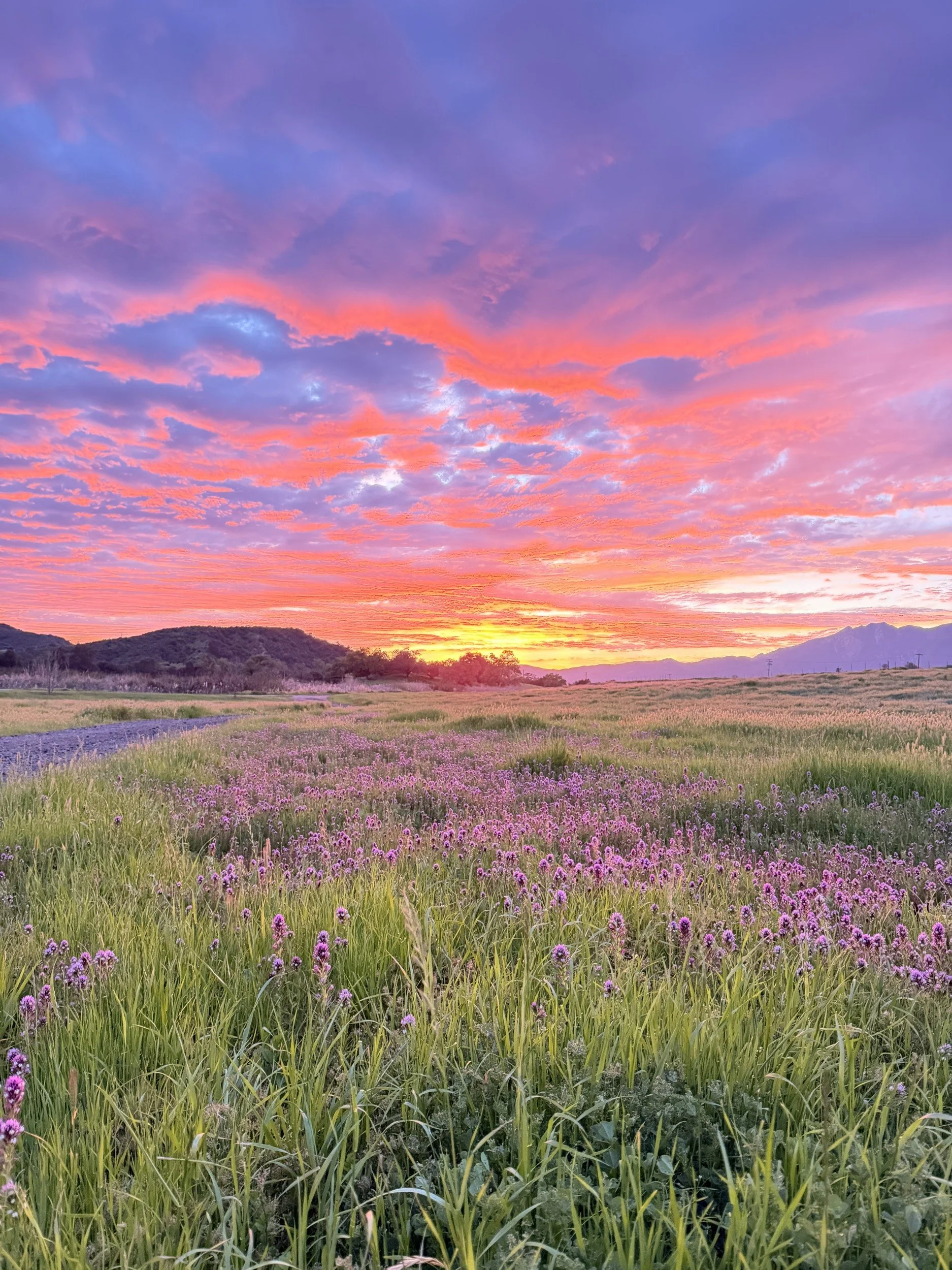 Pink and violet sunset over RMR’s wildflower-filled pasture and mountain horizon