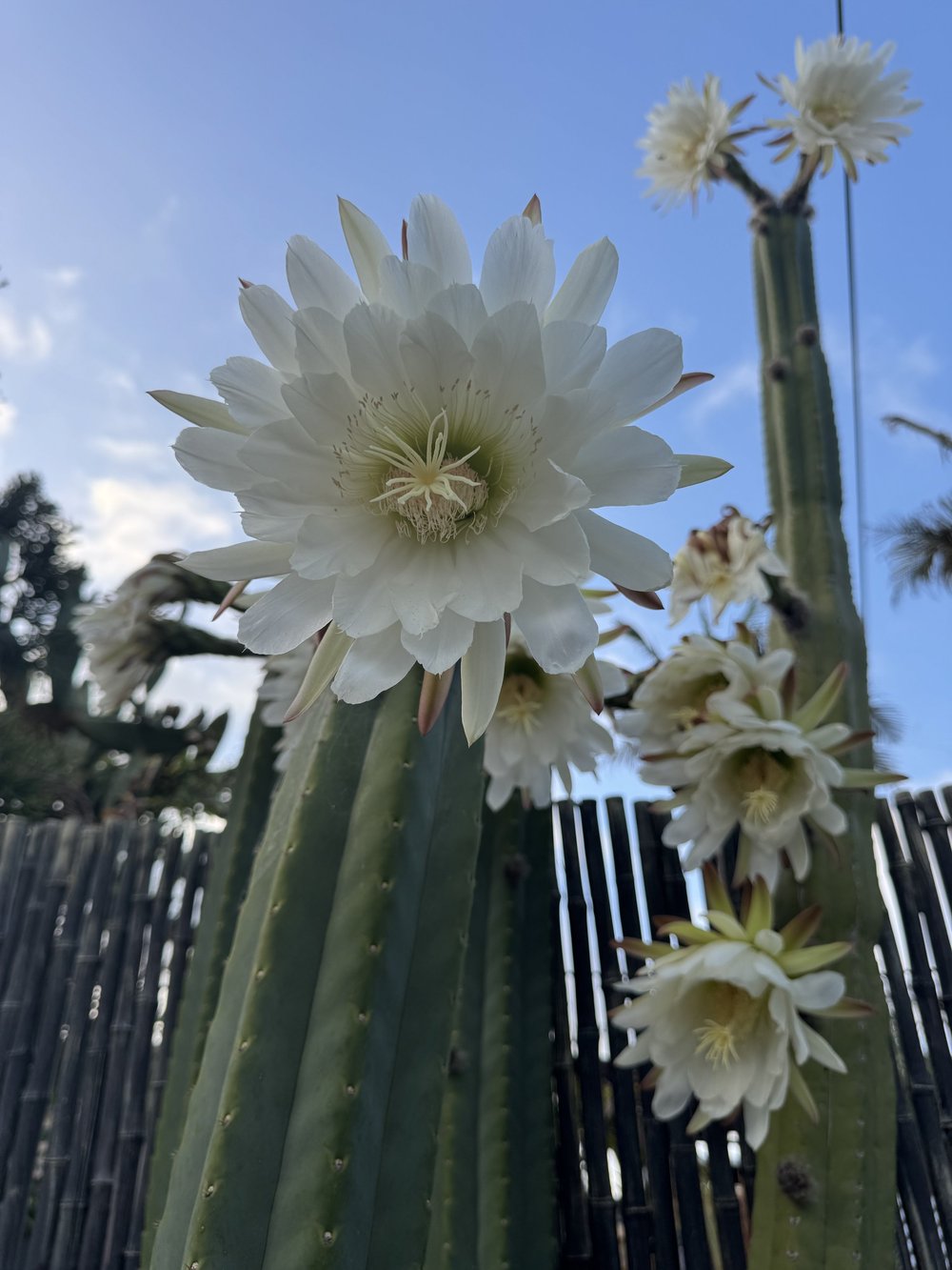 Cactus flowers against the sky