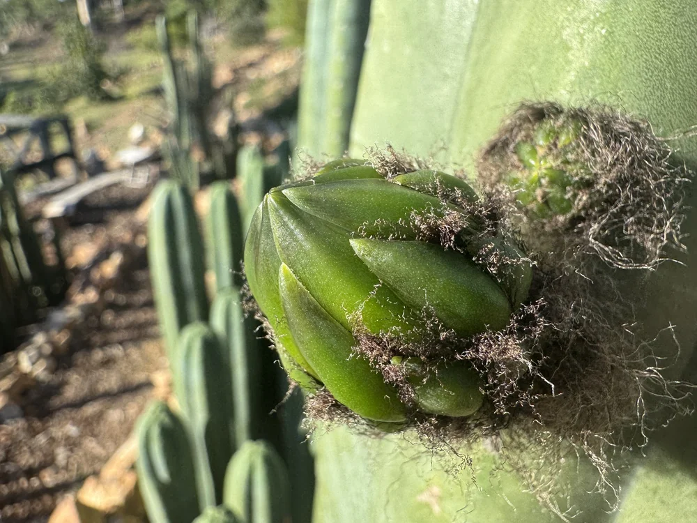 Cactus bud